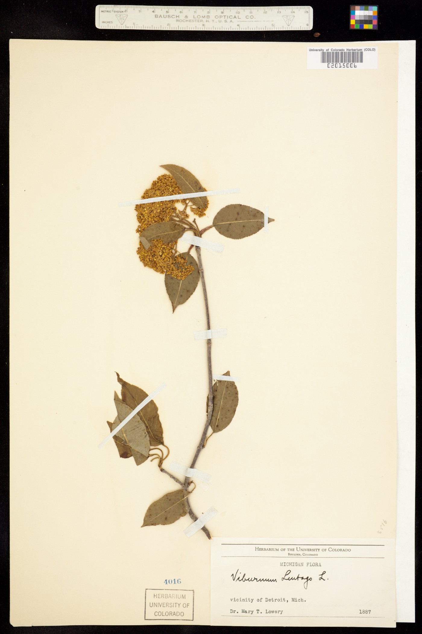 Viburnum lentago image