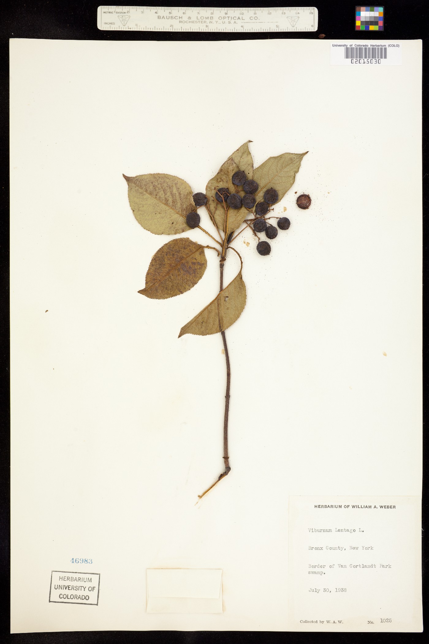 Viburnum lentago image