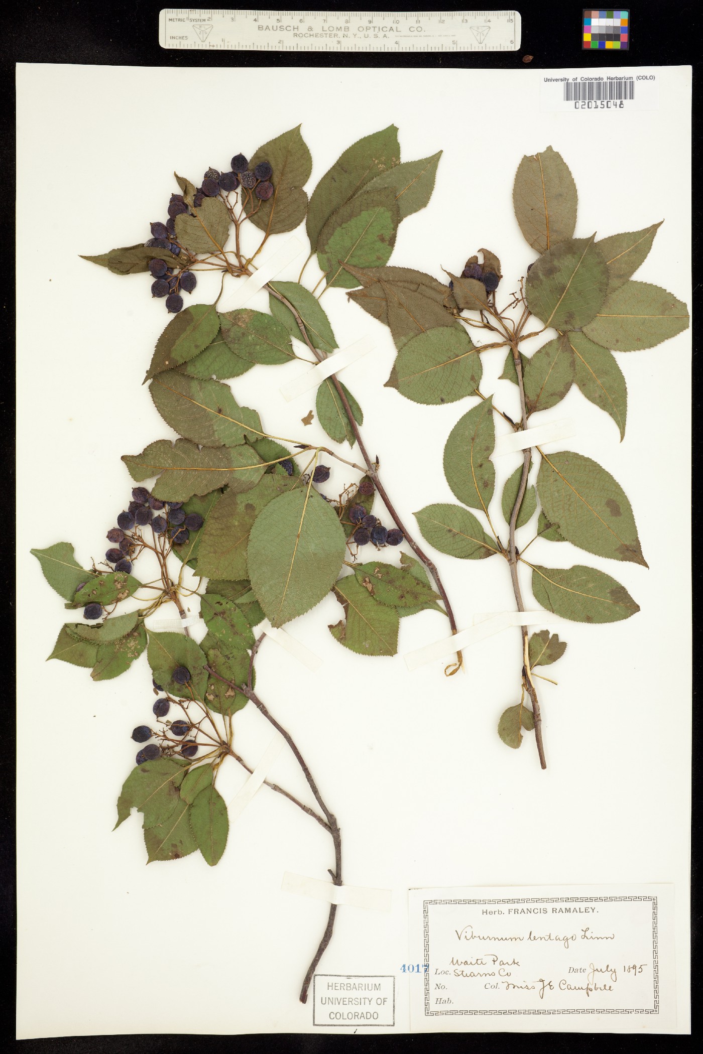Viburnum lentago image