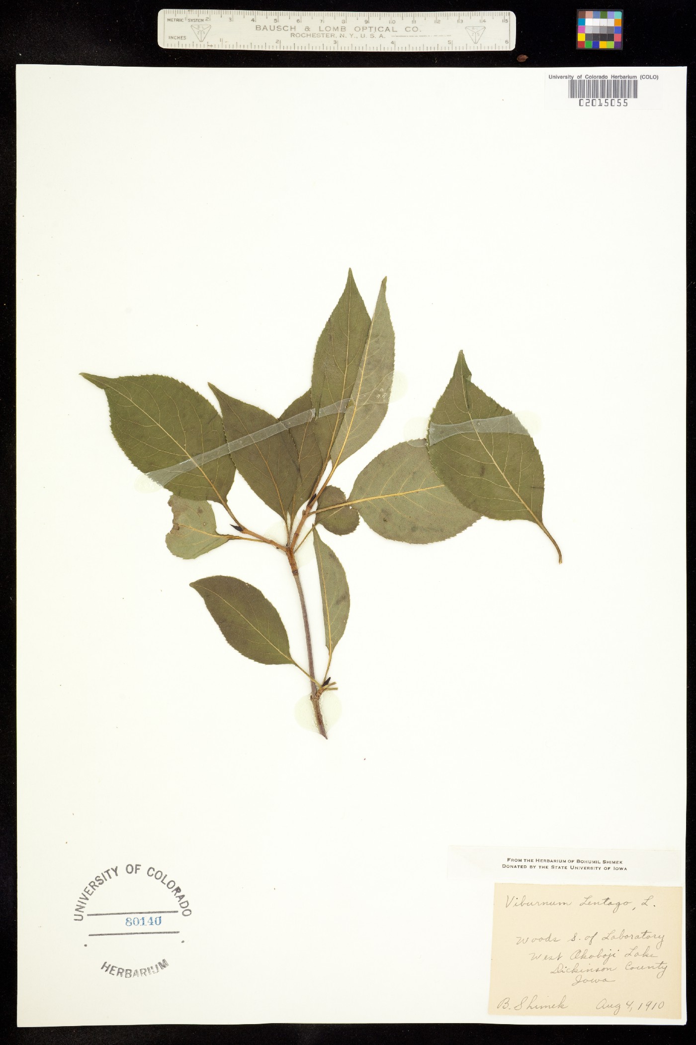 Viburnum lentago image