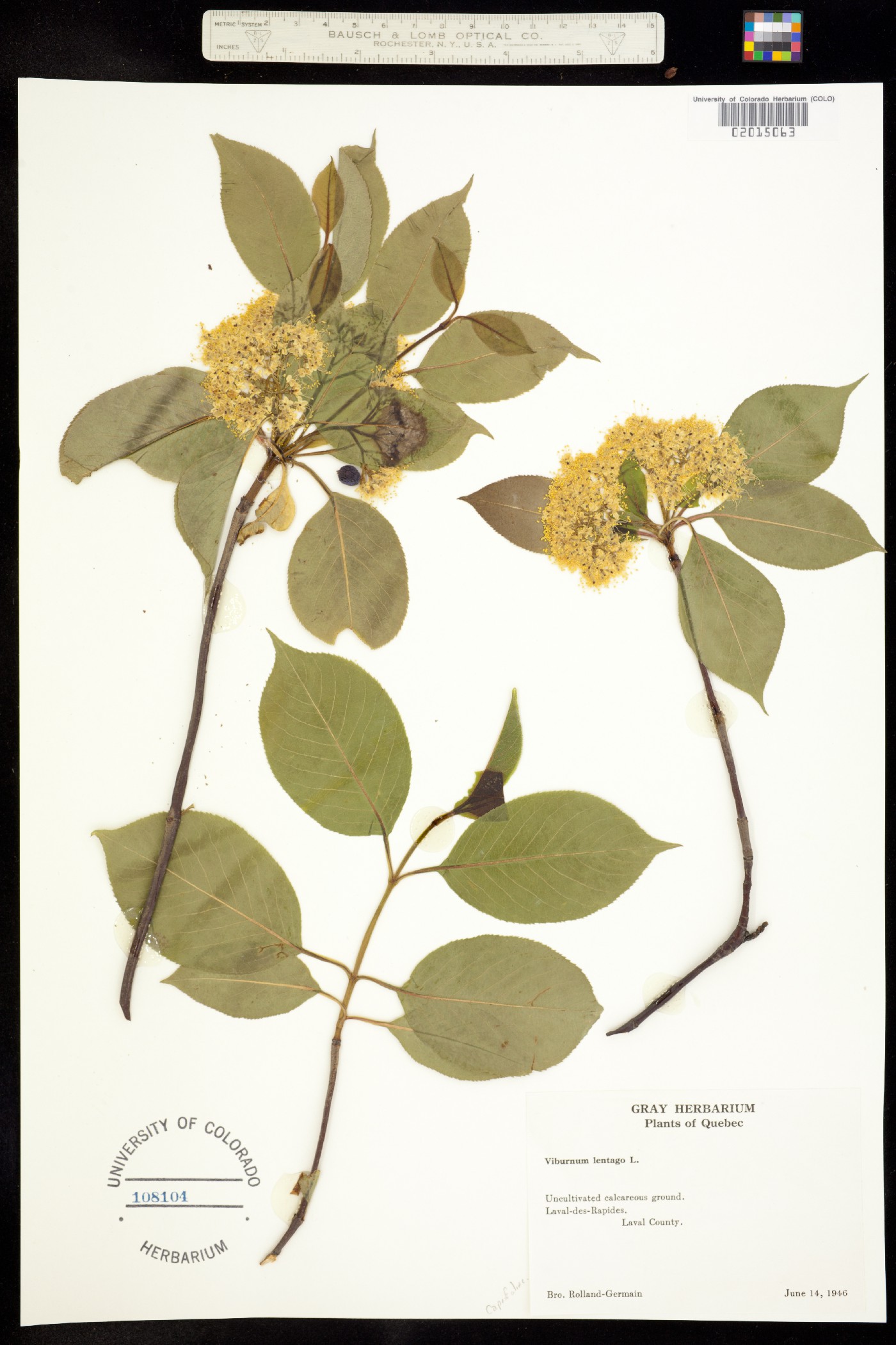 Viburnum lentago image