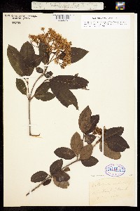 Image of Viburnum nudum