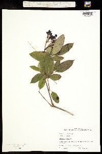 Viburnum nudum image