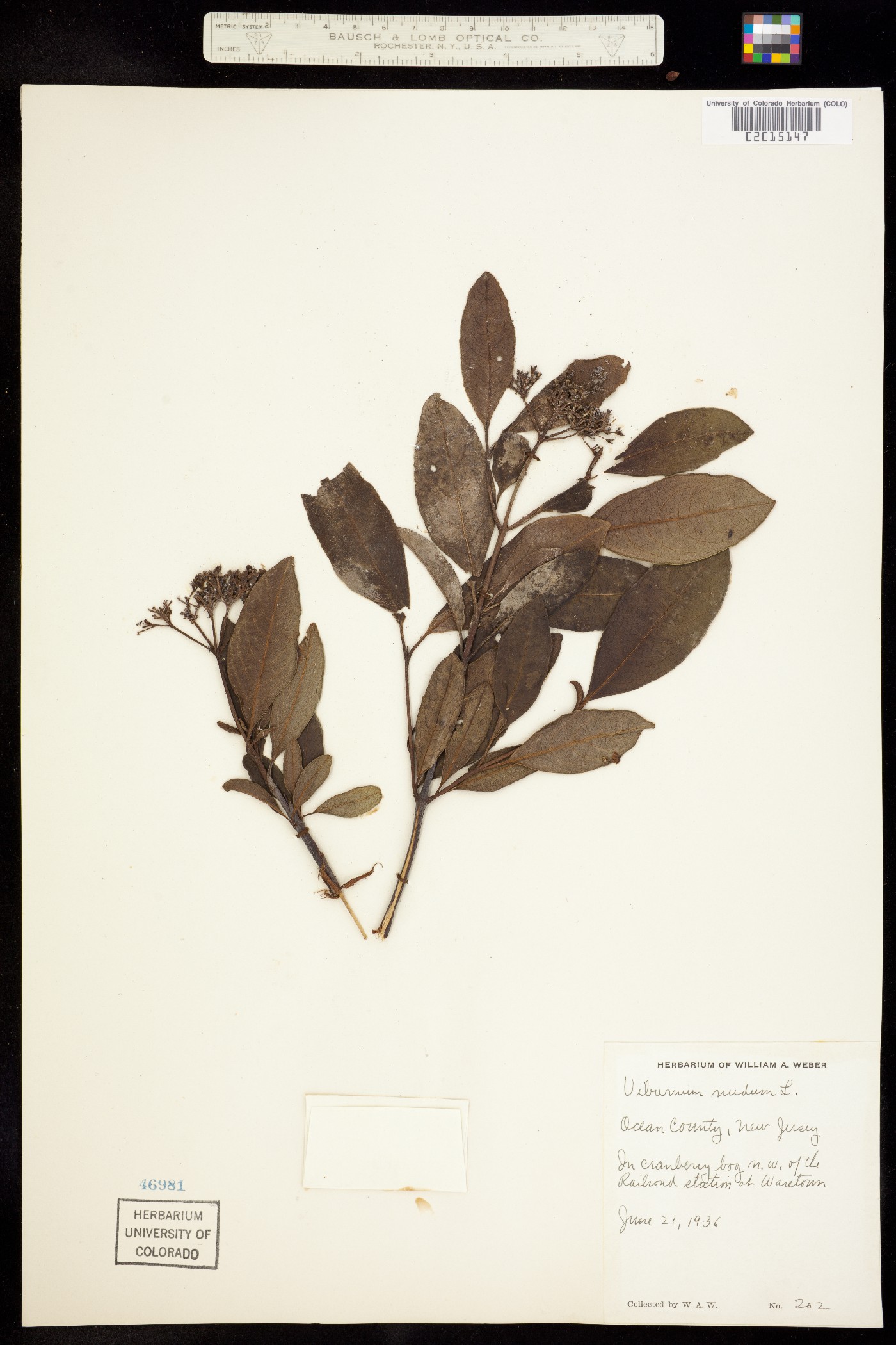 Viburnum nudum image