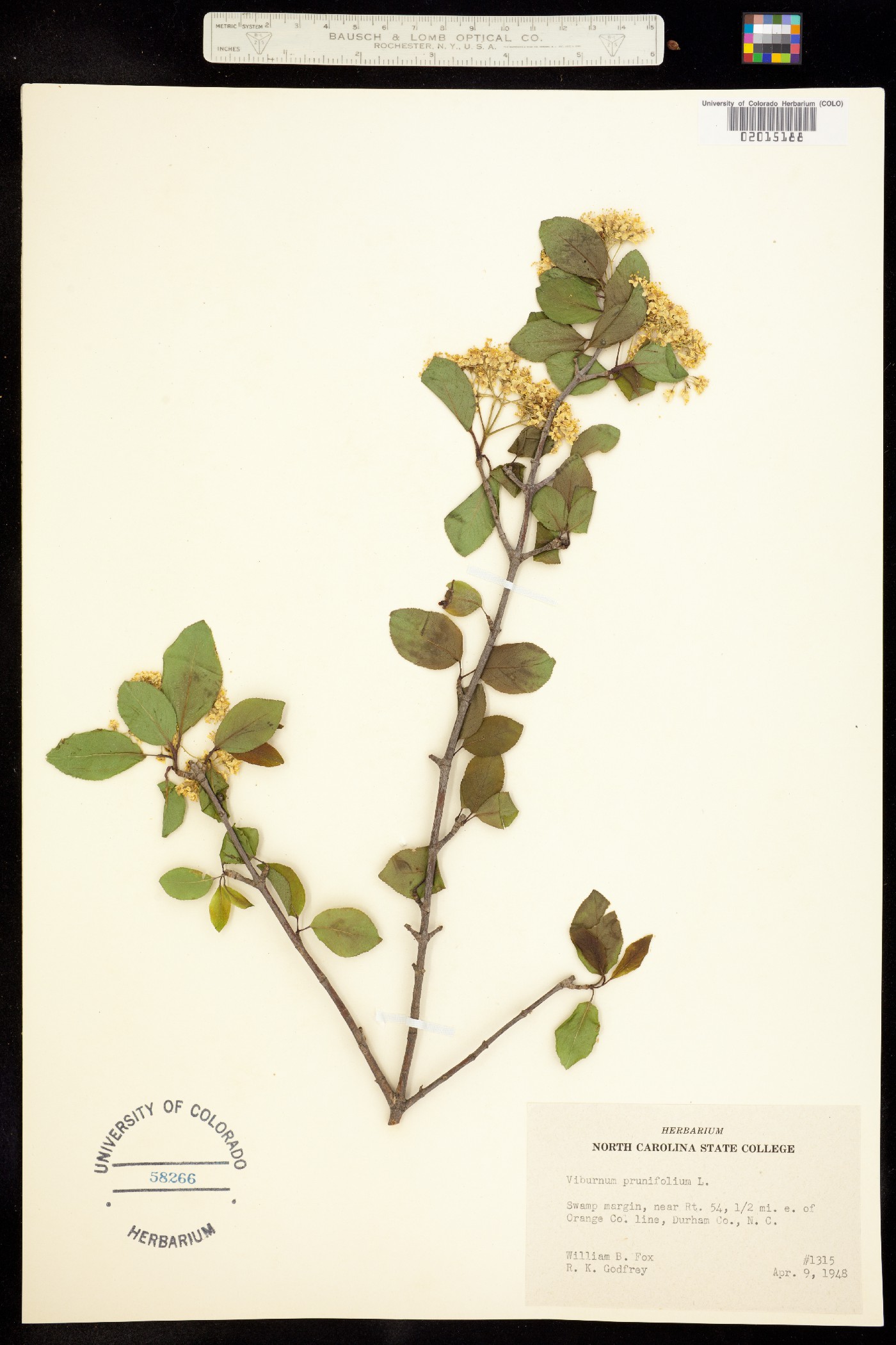 Viburnum prunifolium image