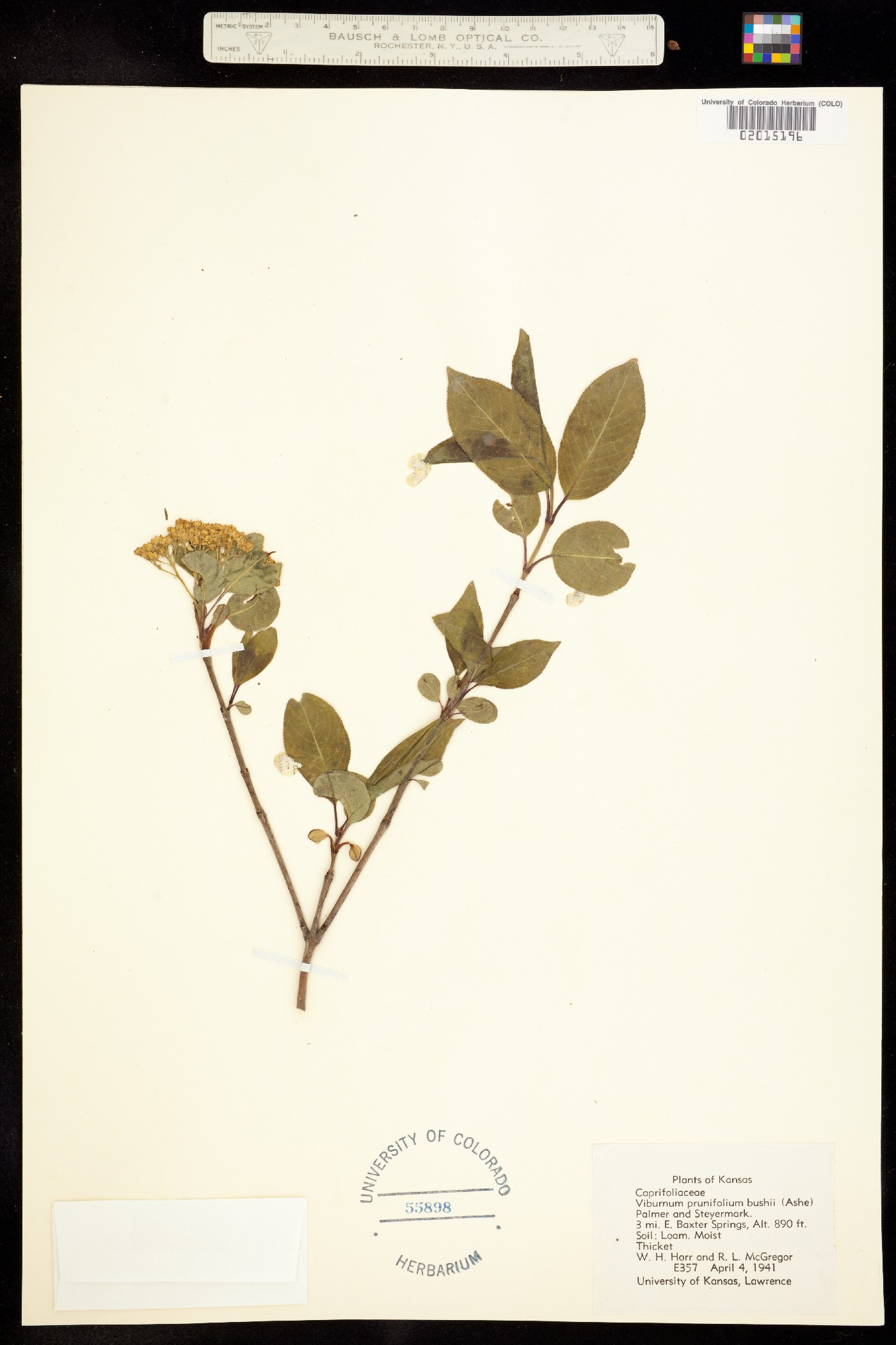 Viburnum prunifolium image