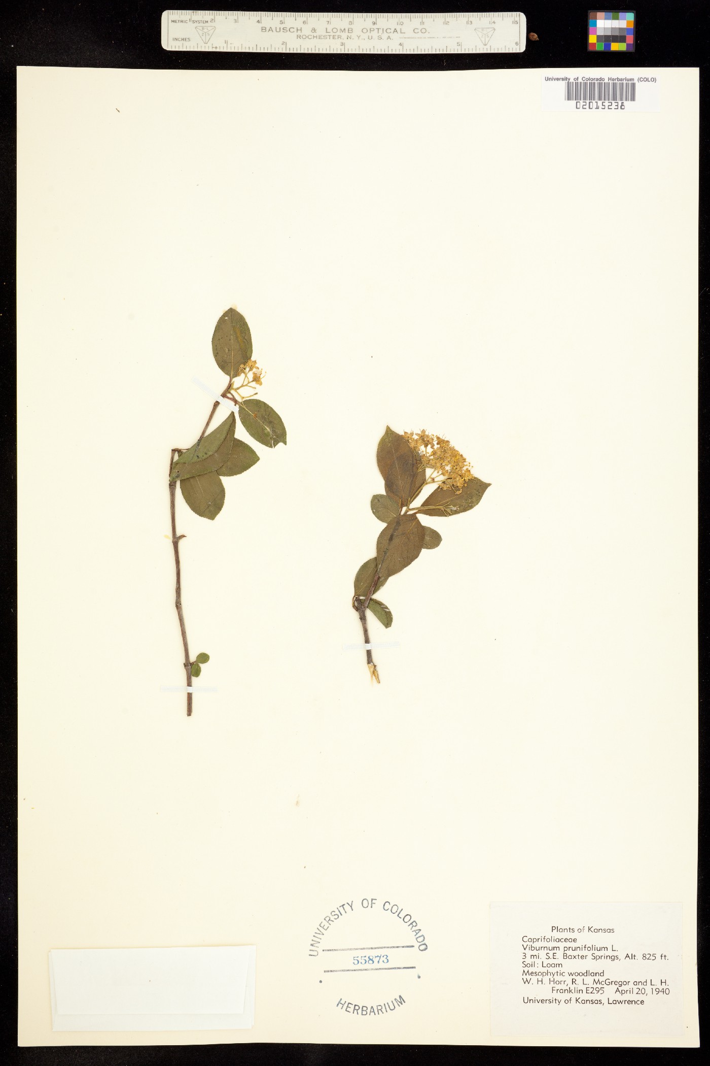 Viburnum prunifolium image