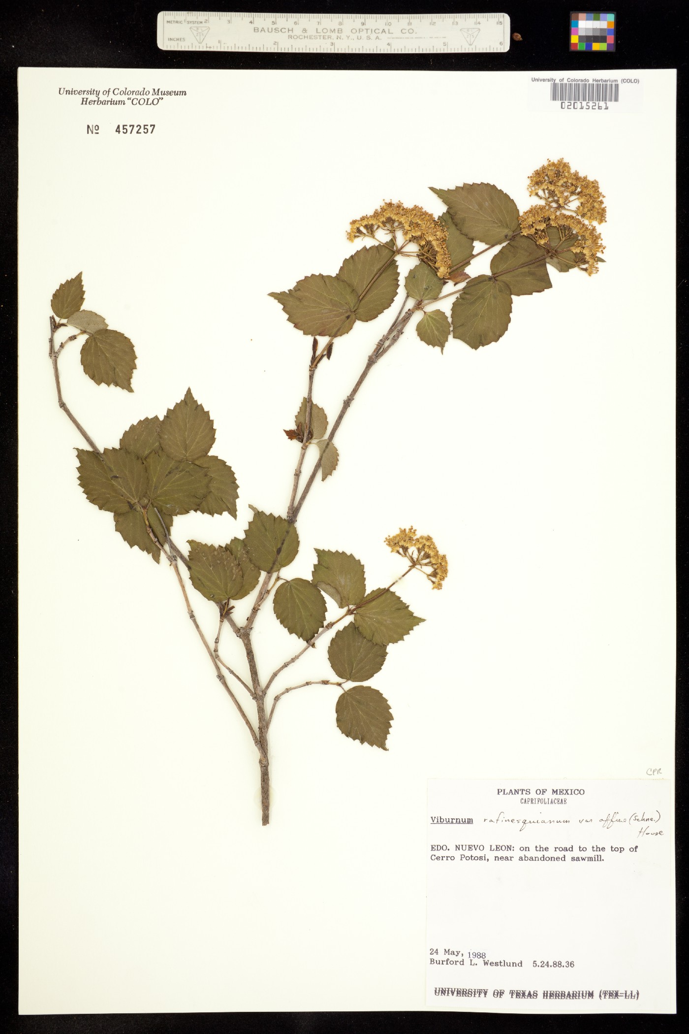 Viburnum rafinesqueanum image