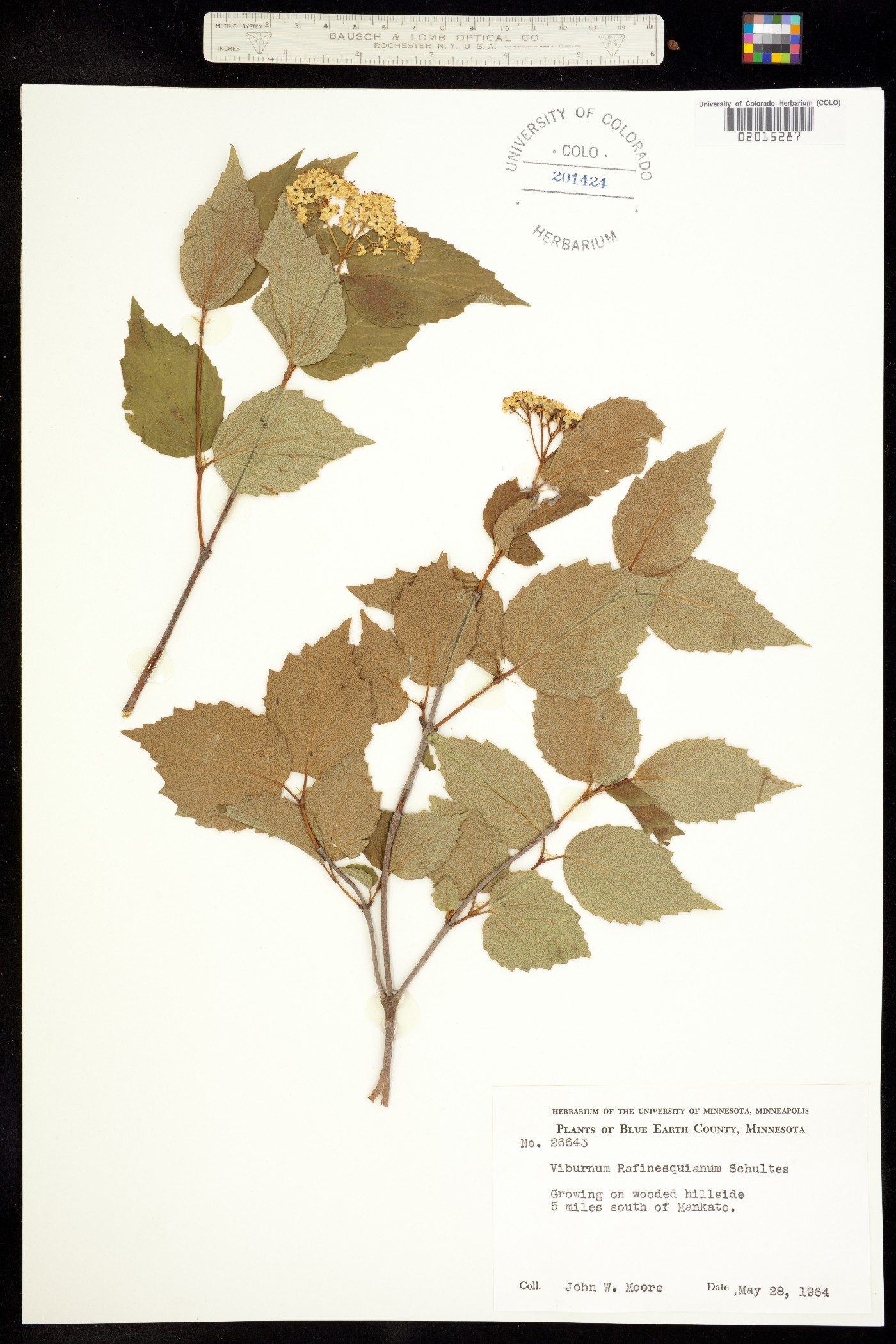 Viburnum rafinesqueanum image