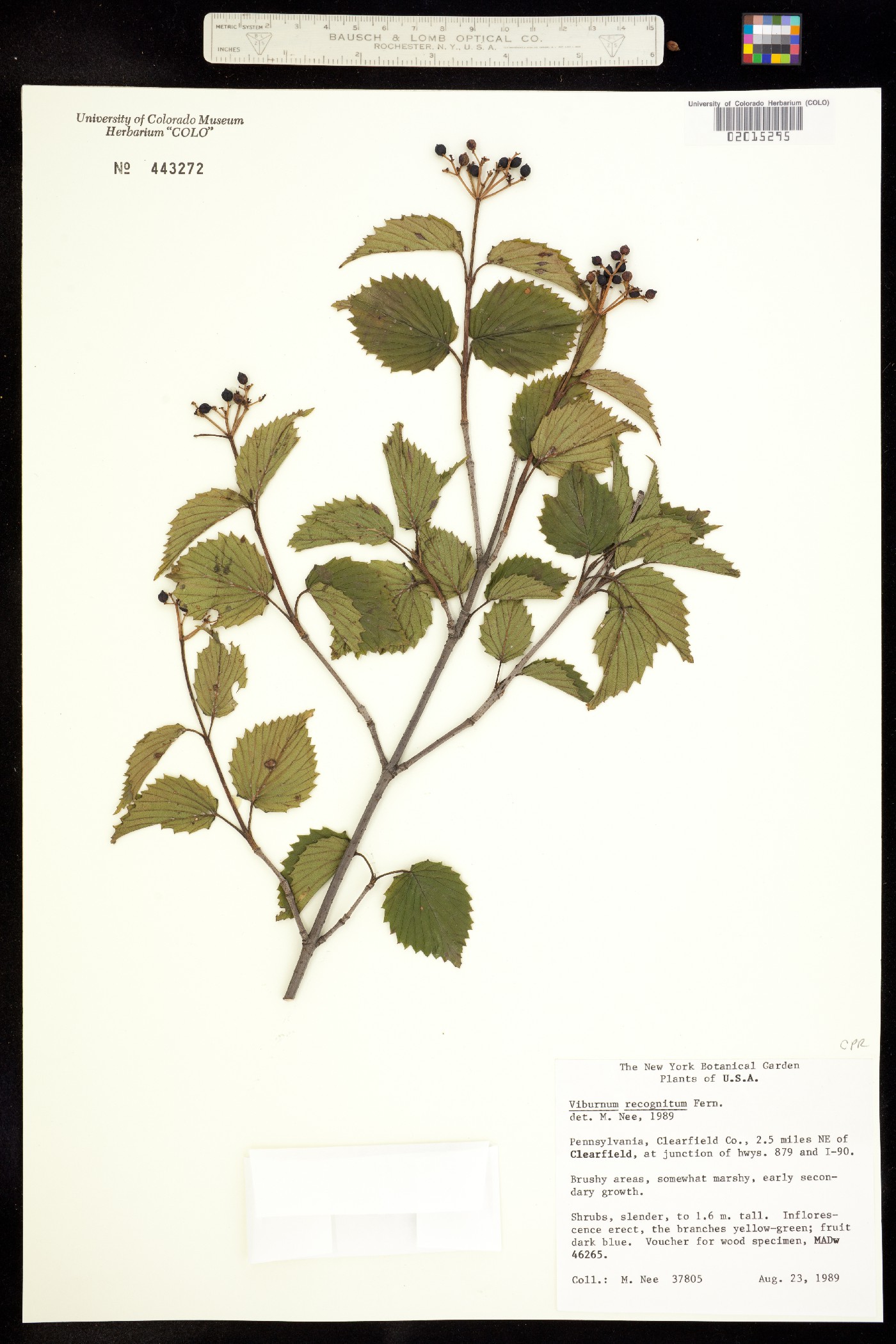 Viburnum recognitum image