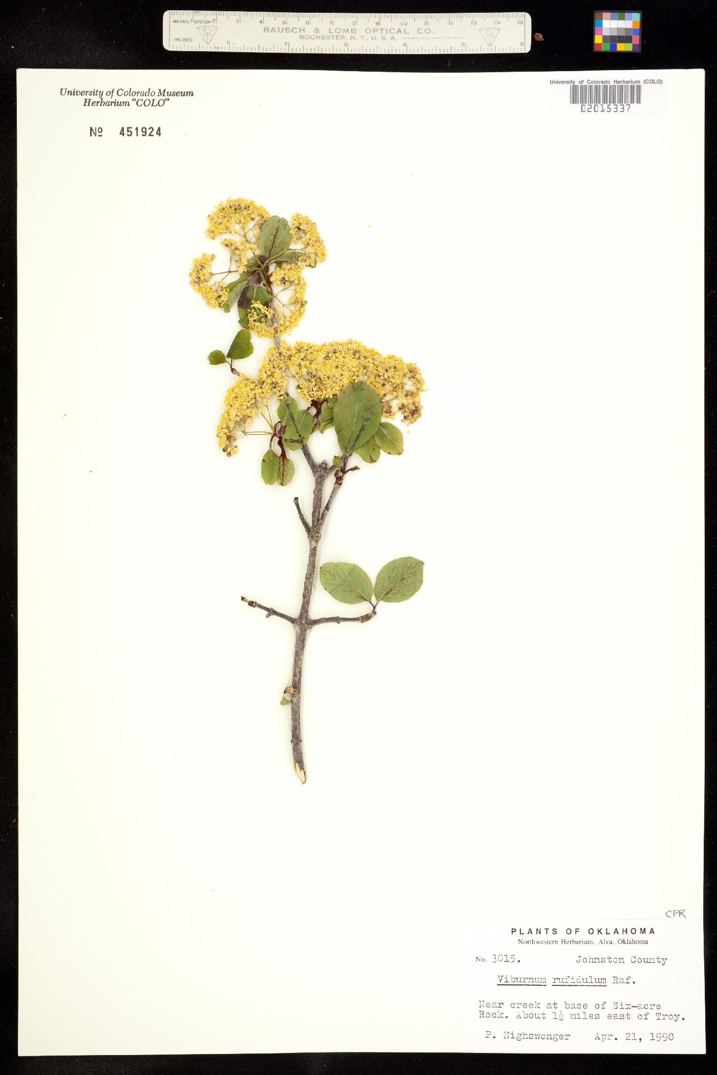 Viburnum rufidulum image