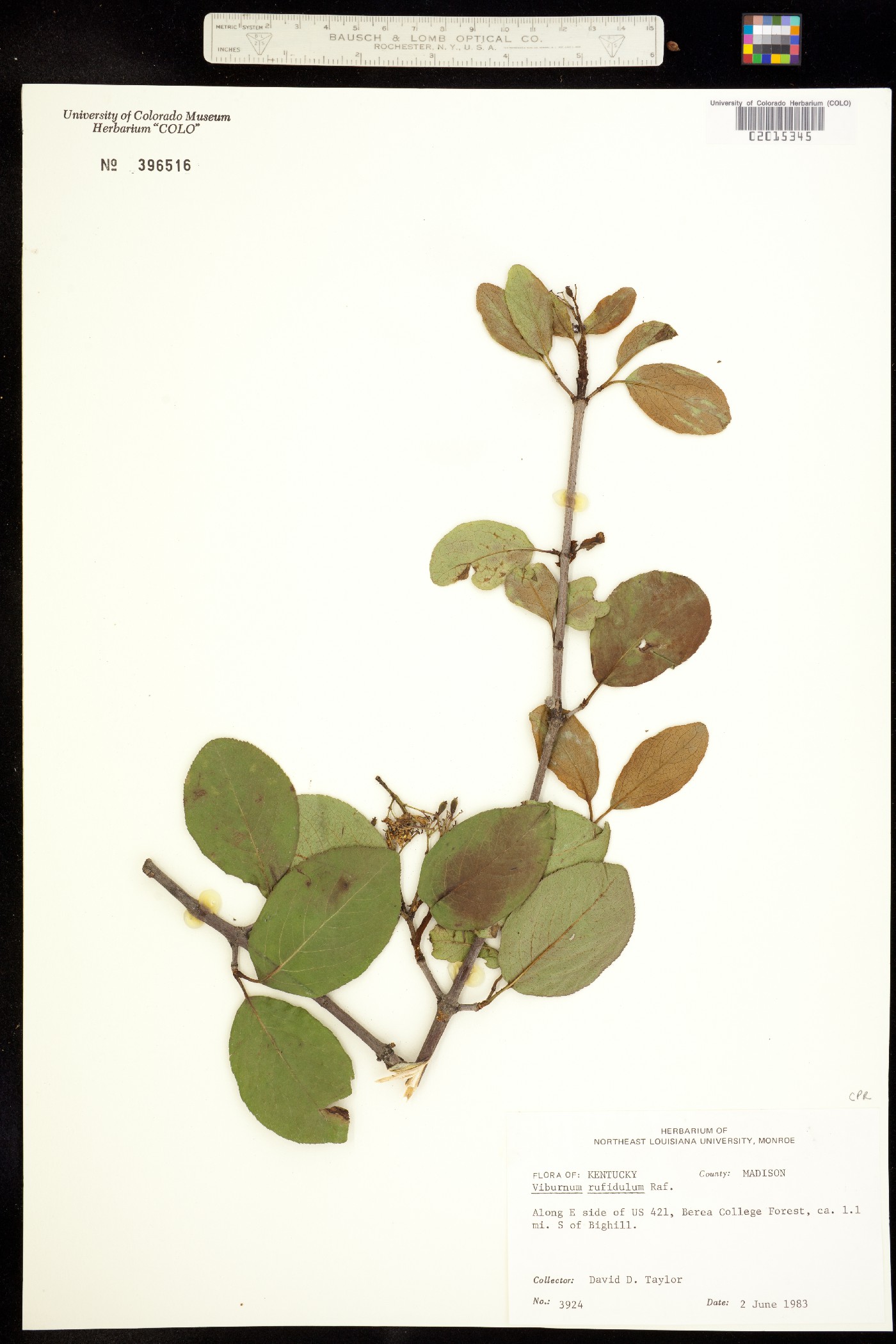 Viburnum rufidulum image