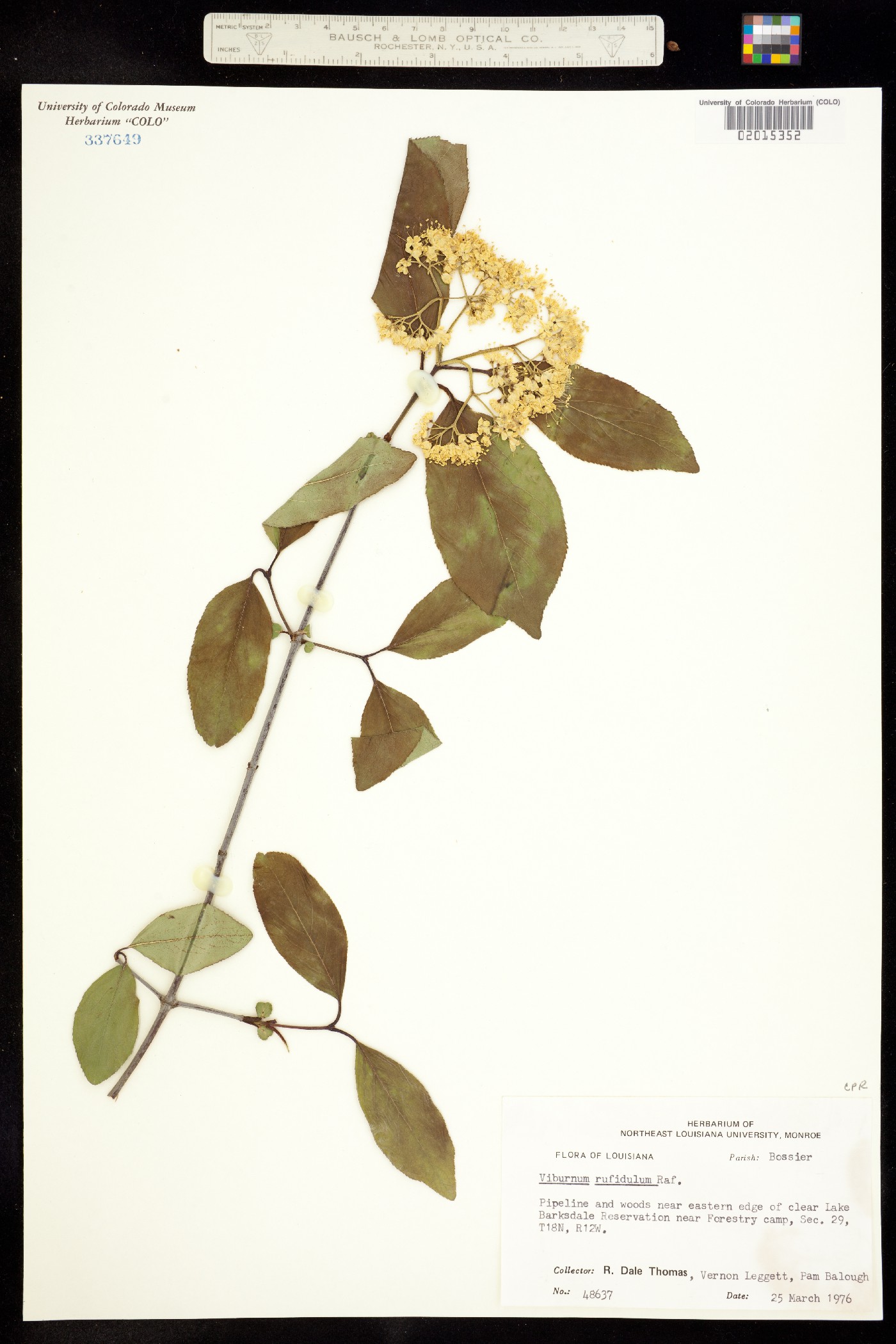 Viburnum rufidulum image