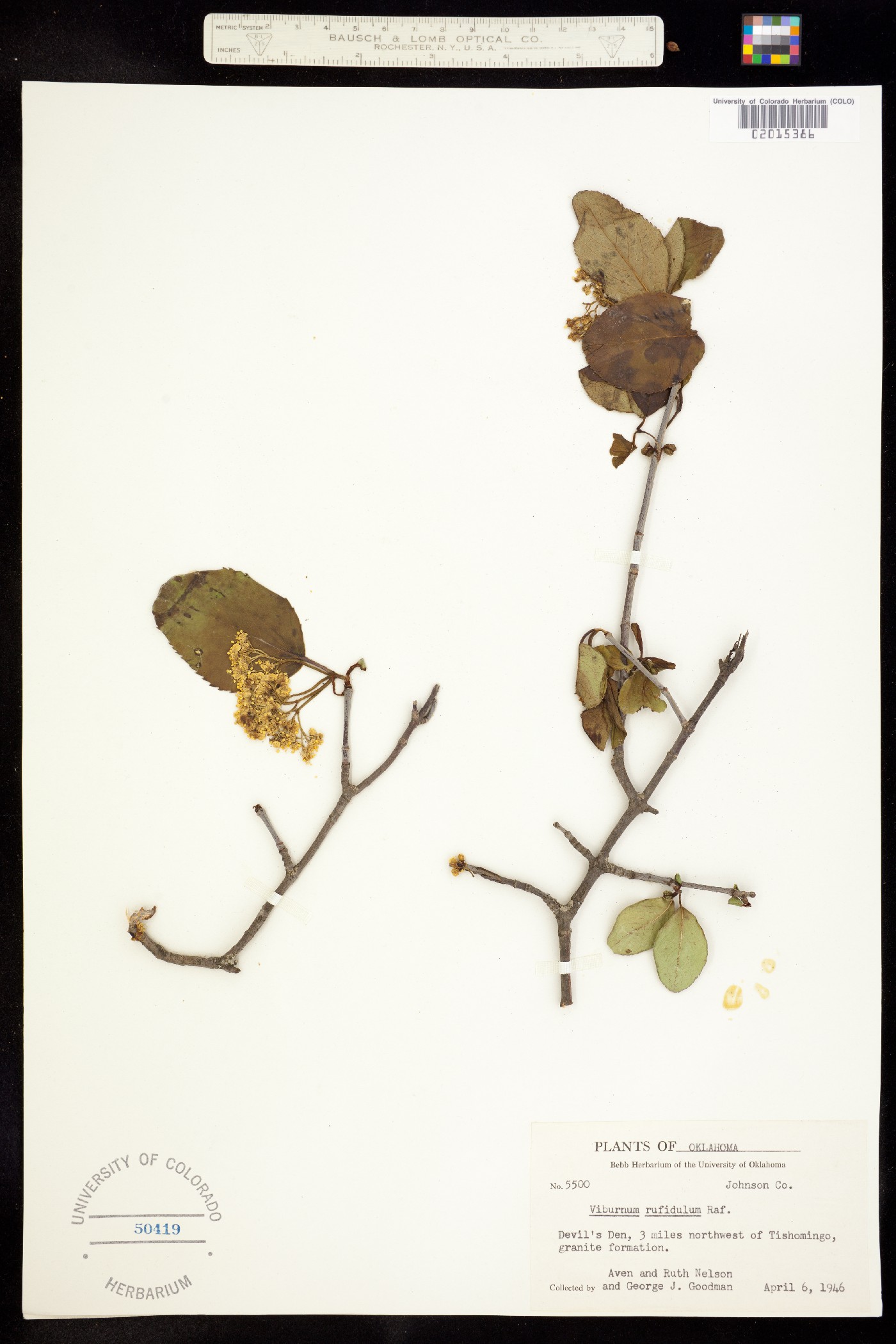 Viburnum rufidulum image