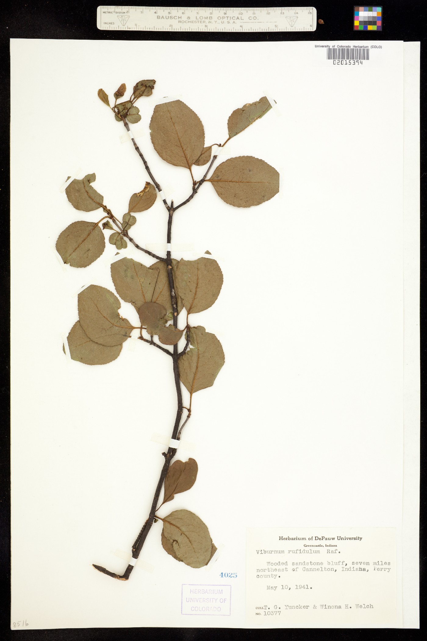 Viburnum rufidulum image
