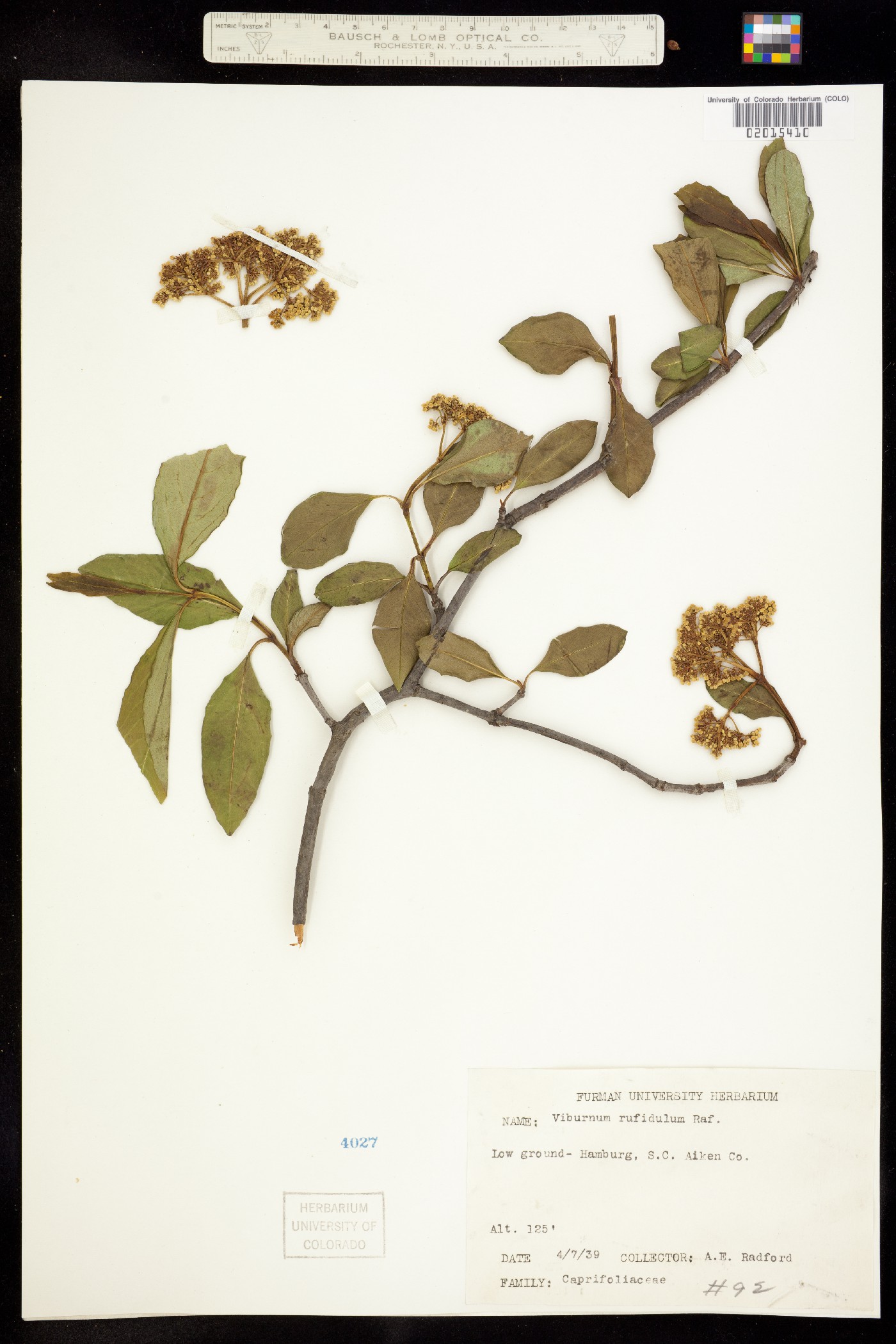 Viburnum rufidulum image