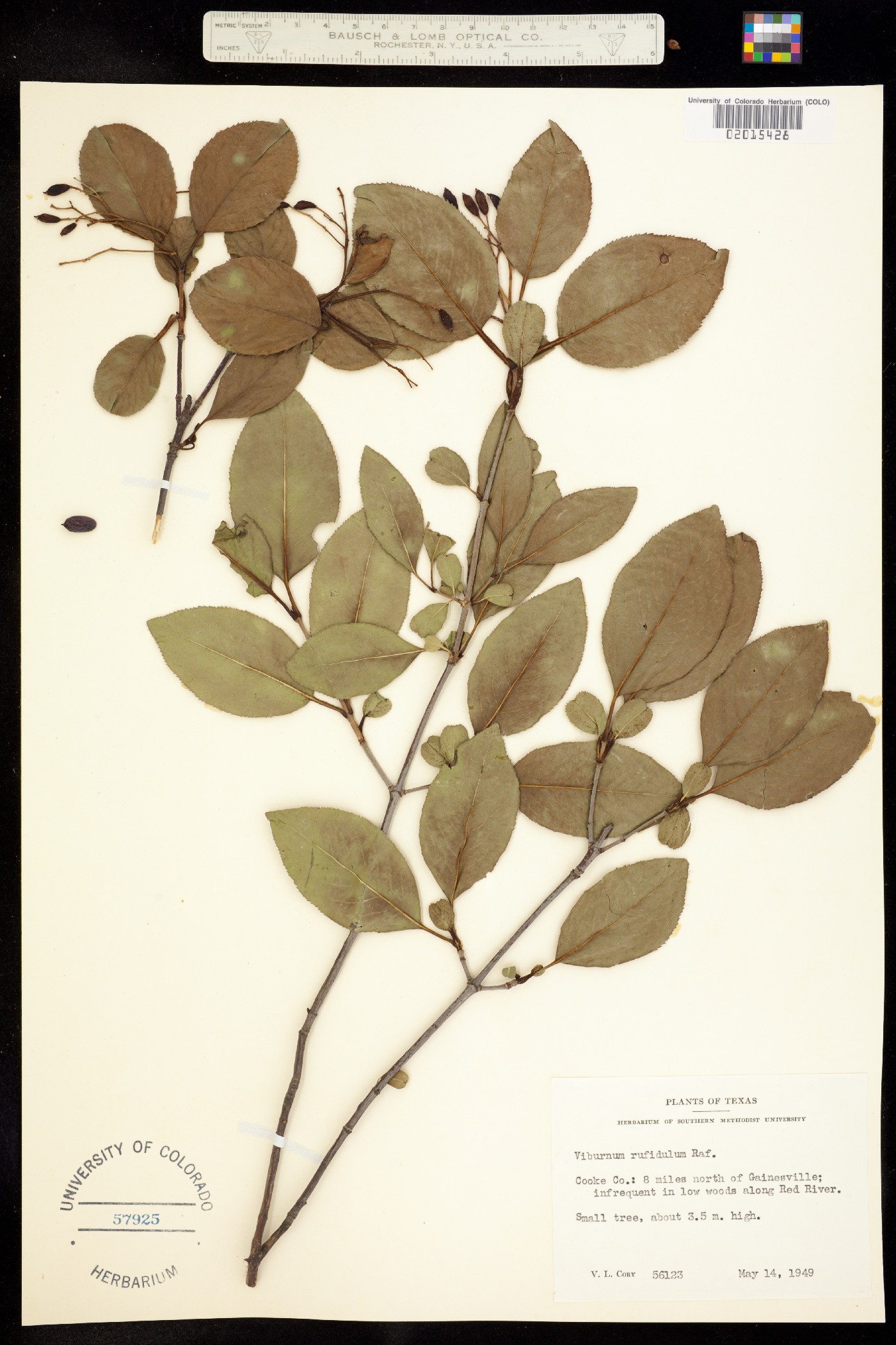 Viburnum rufidulum image