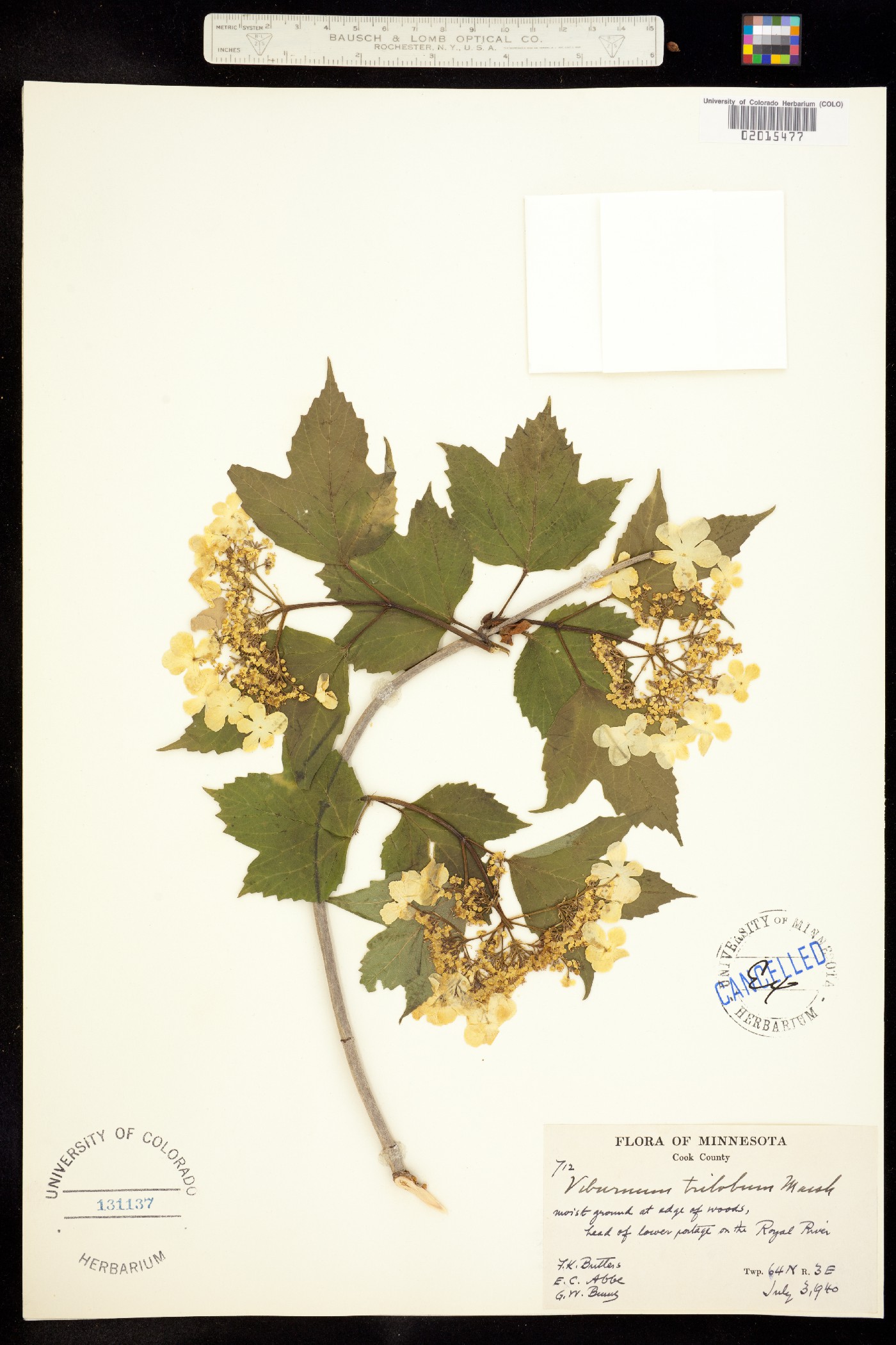 Viburnum opulus var. americanum image