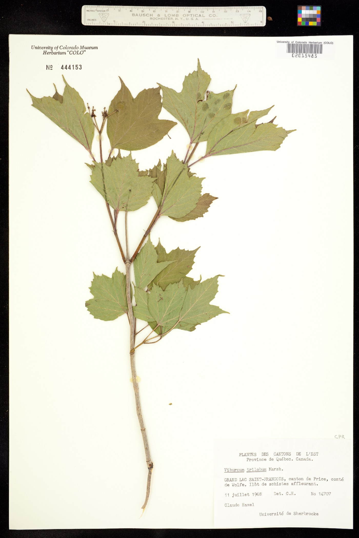 Viburnum opulus image