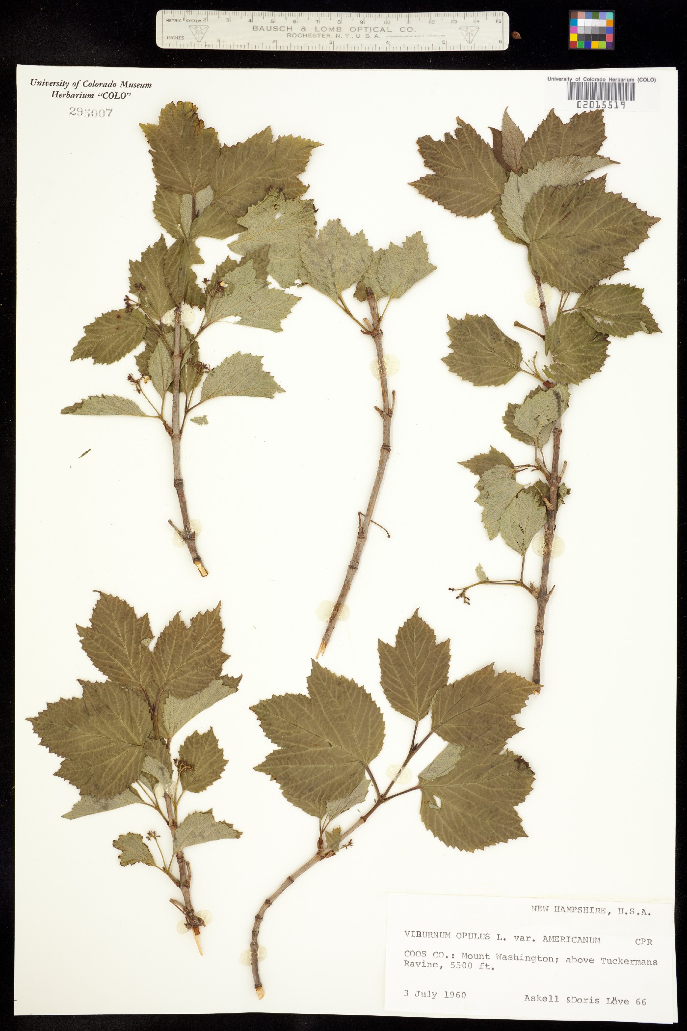 Viburnum opulus var. americanum image