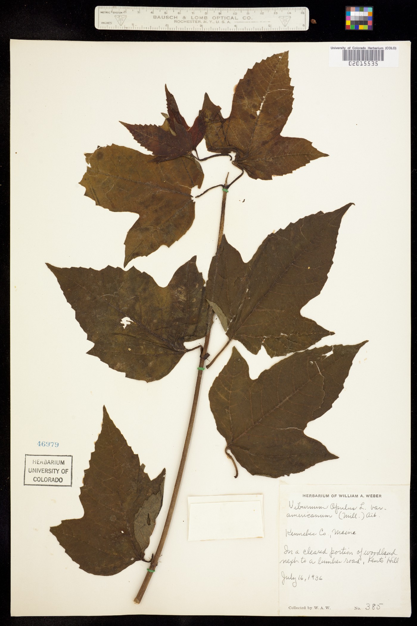 Viburnum opulus var. americanum image