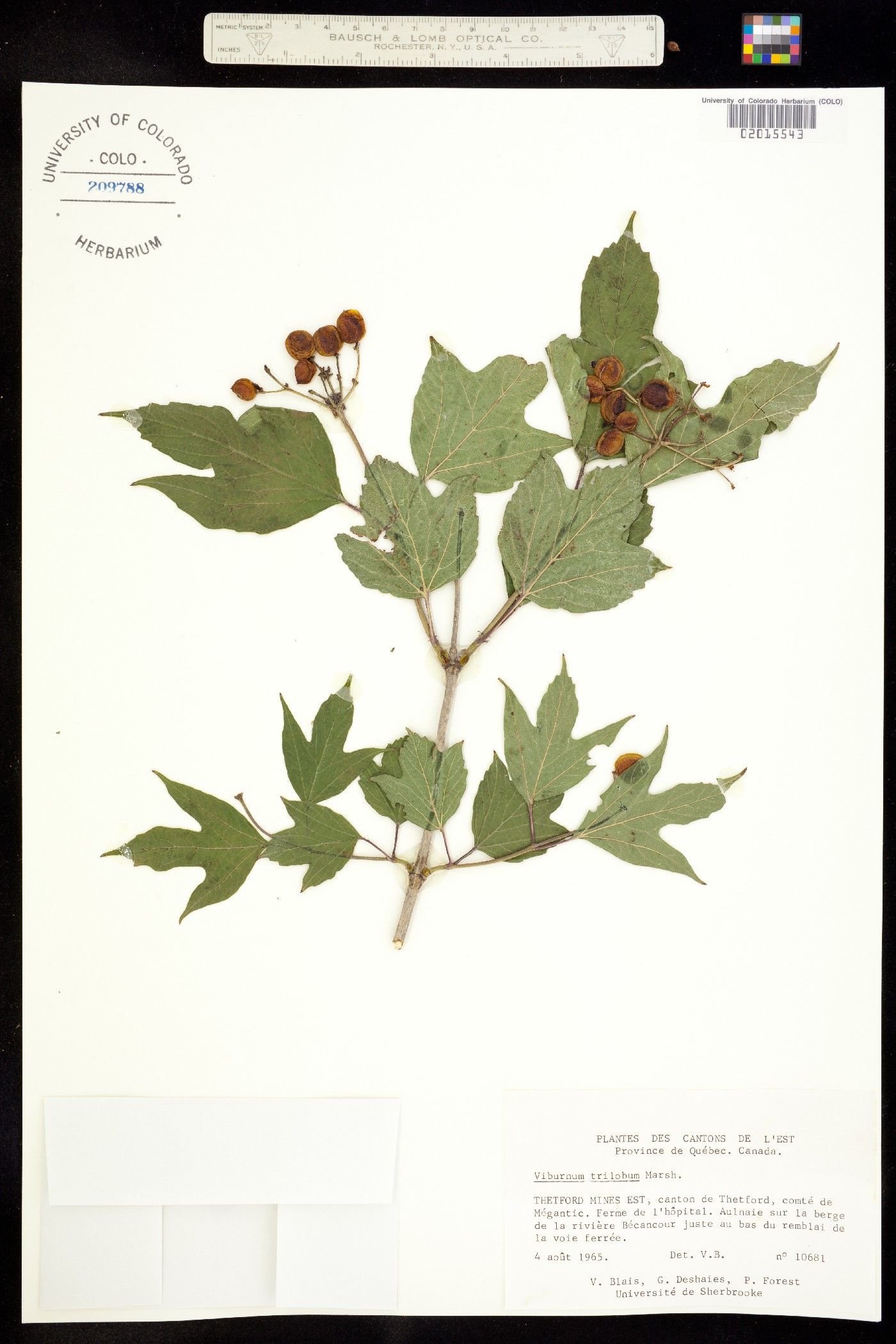 Viburnum opulus image