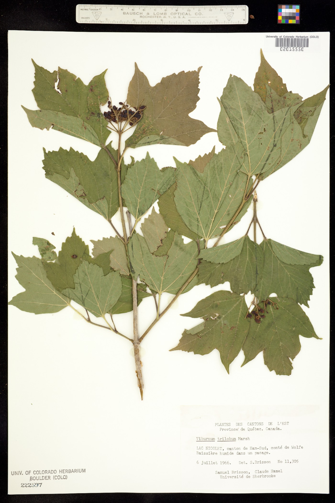 Viburnum opulus var. americanum image