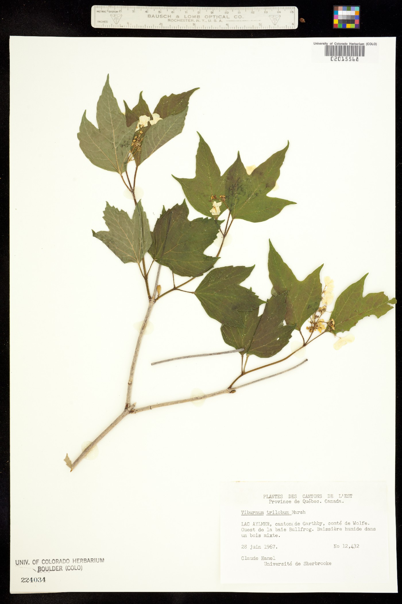 Viburnum opulus var. americanum image