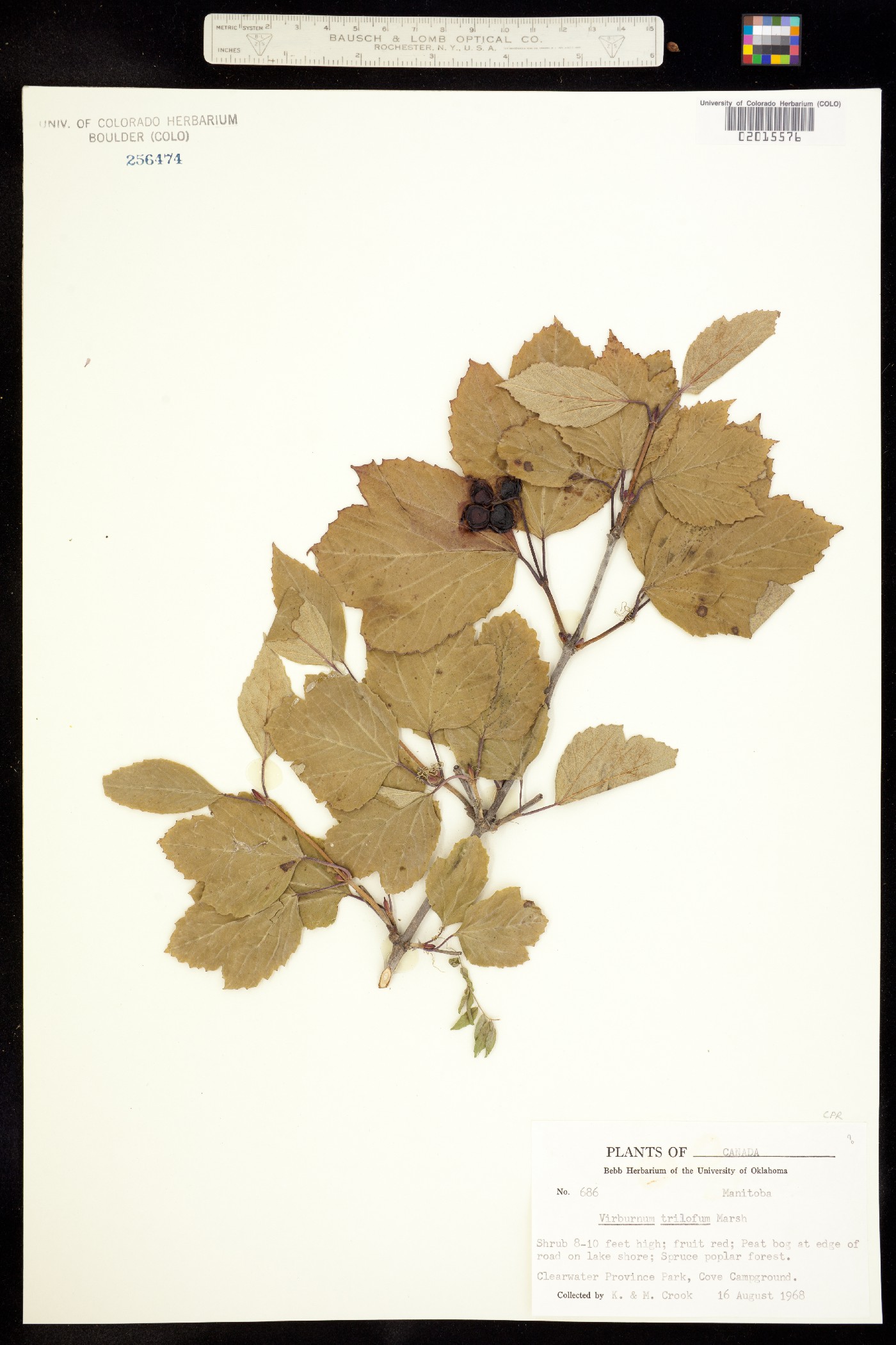 Viburnum opulus var. americanum image