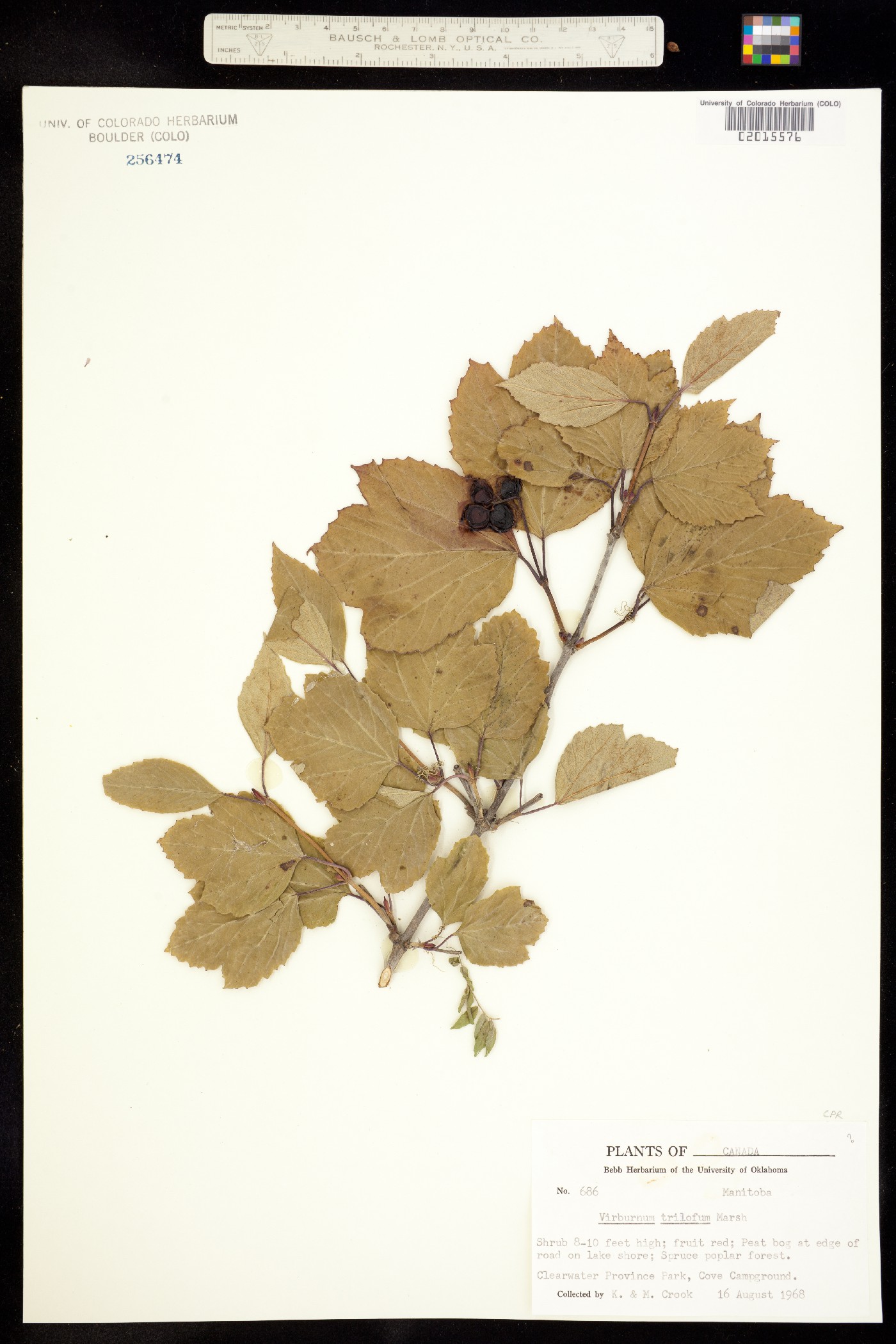 Viburnum opulus image