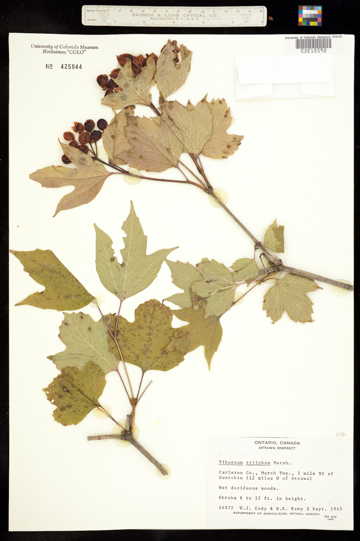 Viburnum opulus var. americanum image