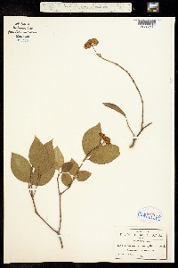 Image of Viburnum microphyllum