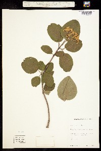 Viburnum molle image