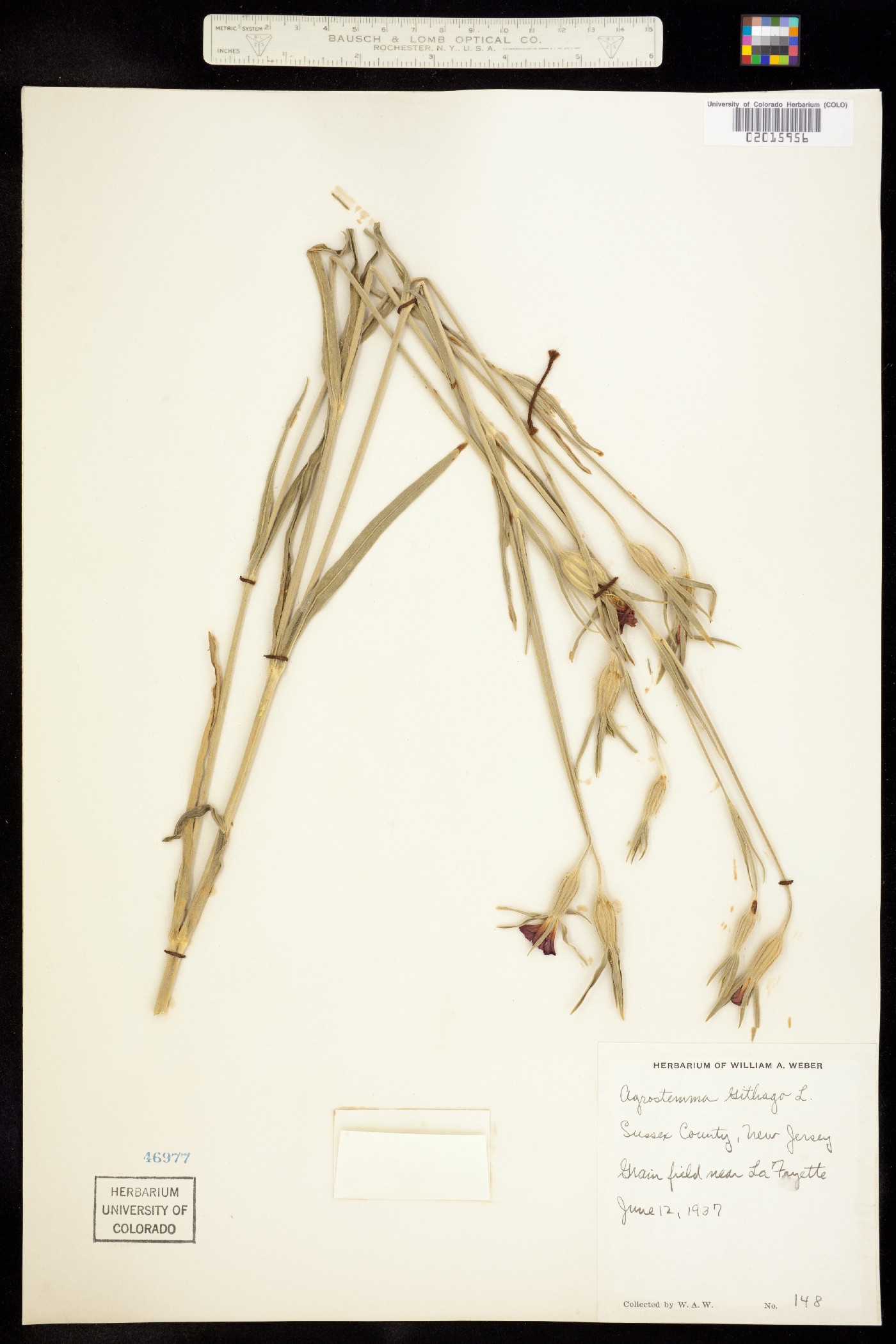 Agrostemma githago image