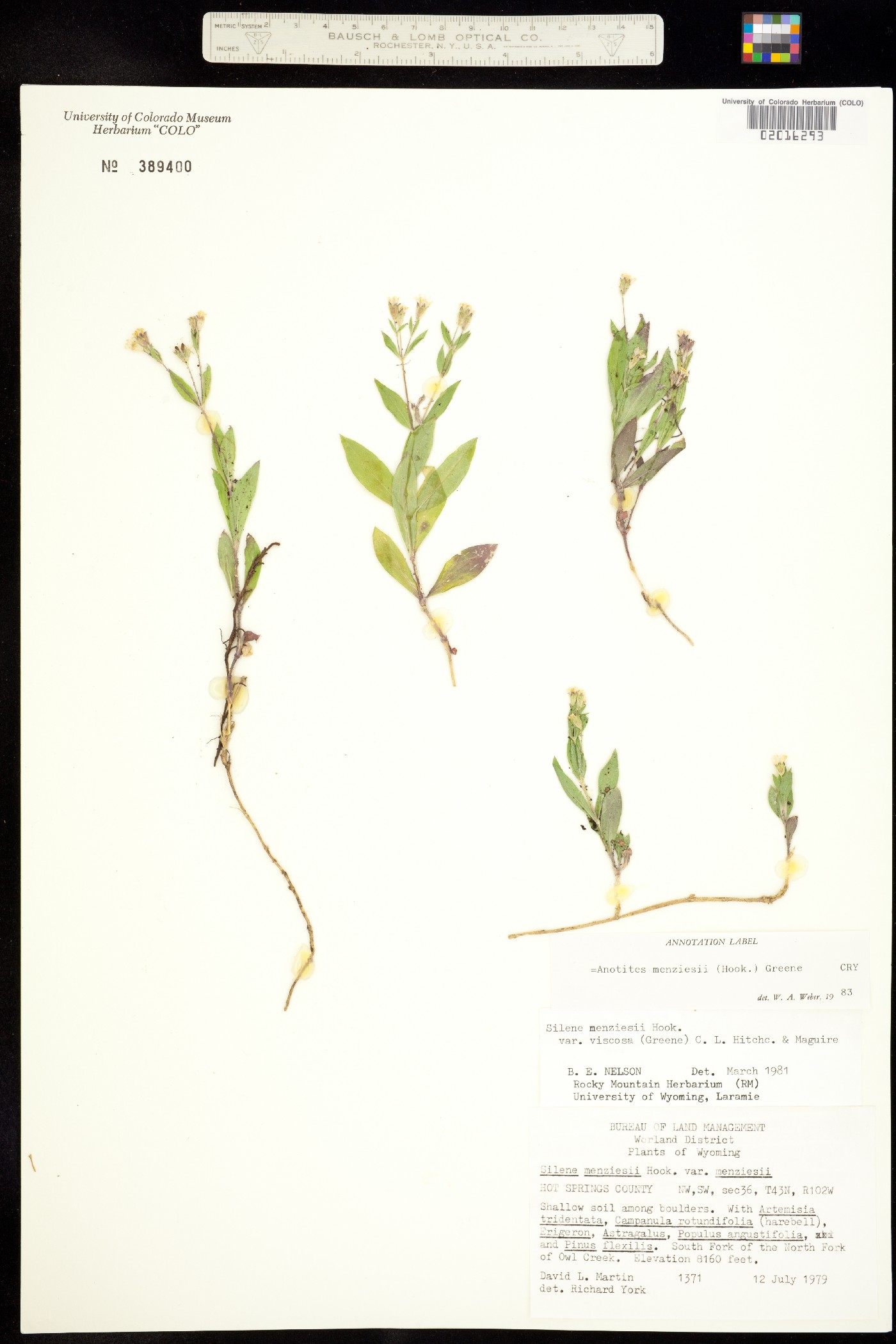 Anotites image
