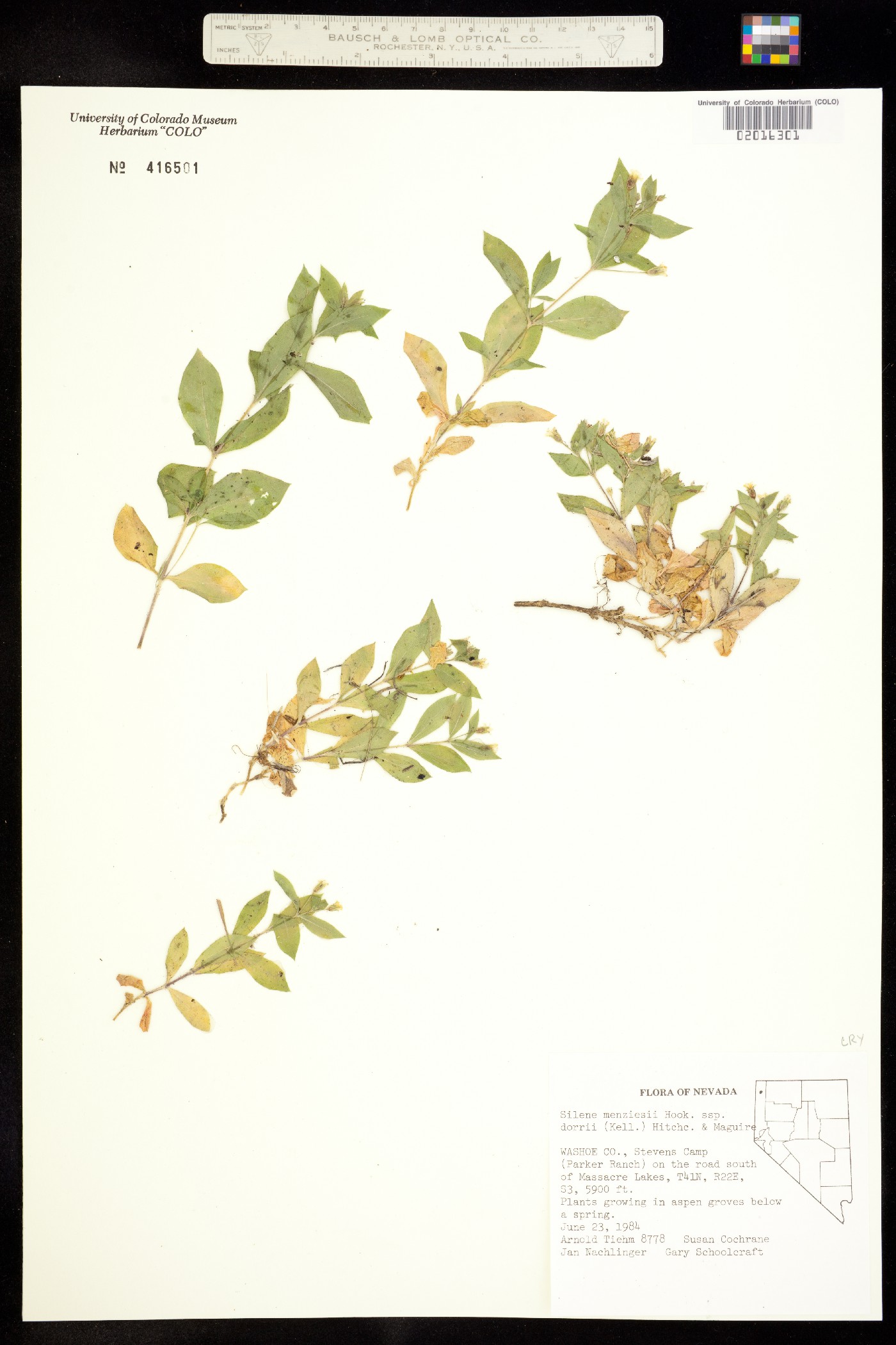 Silene menziesii image