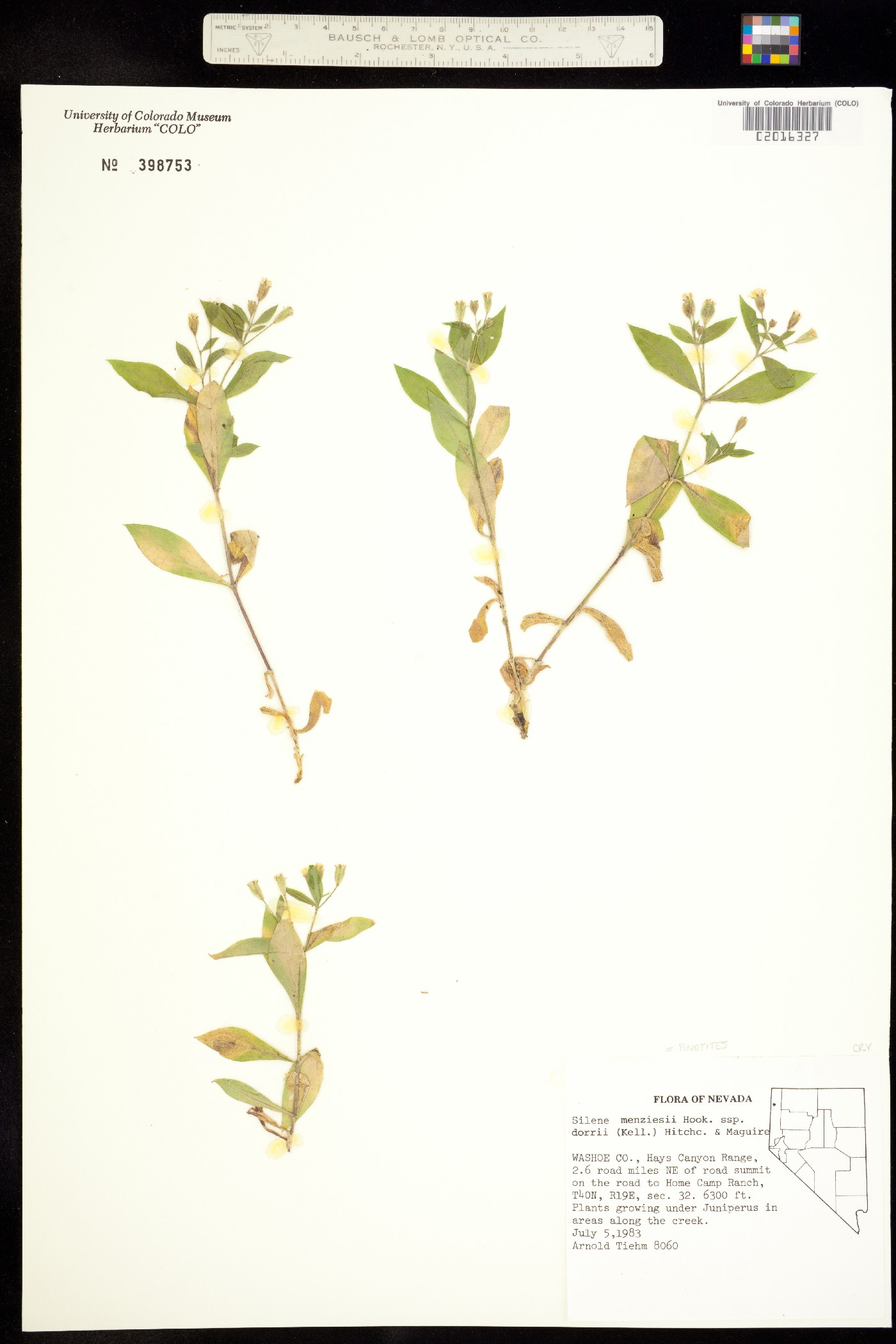 Silene menziesii image