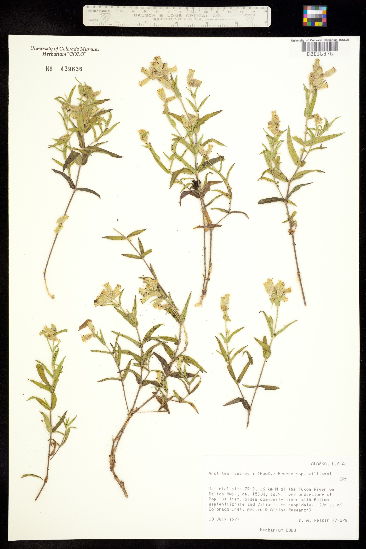 Silene menziesii image