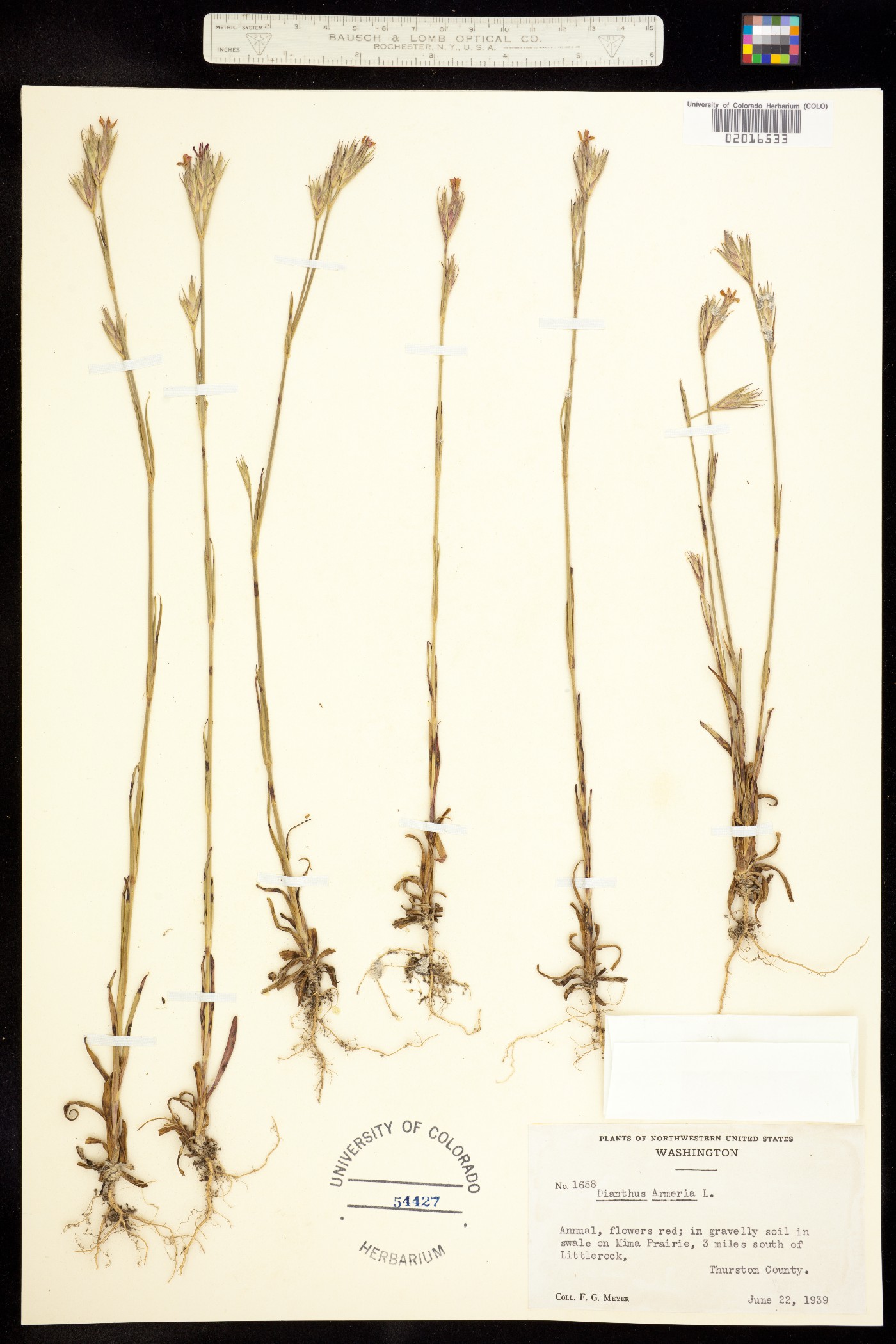Dianthus image