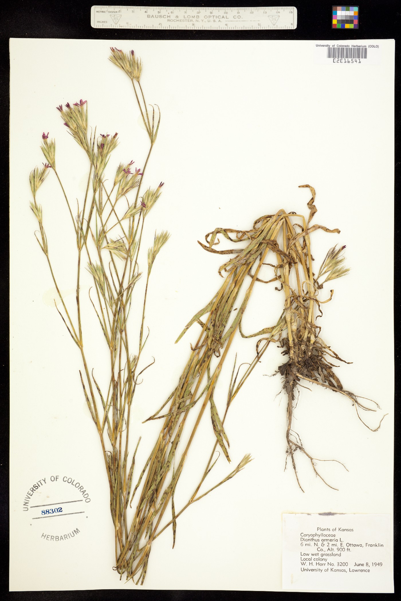 Dianthus armeria image