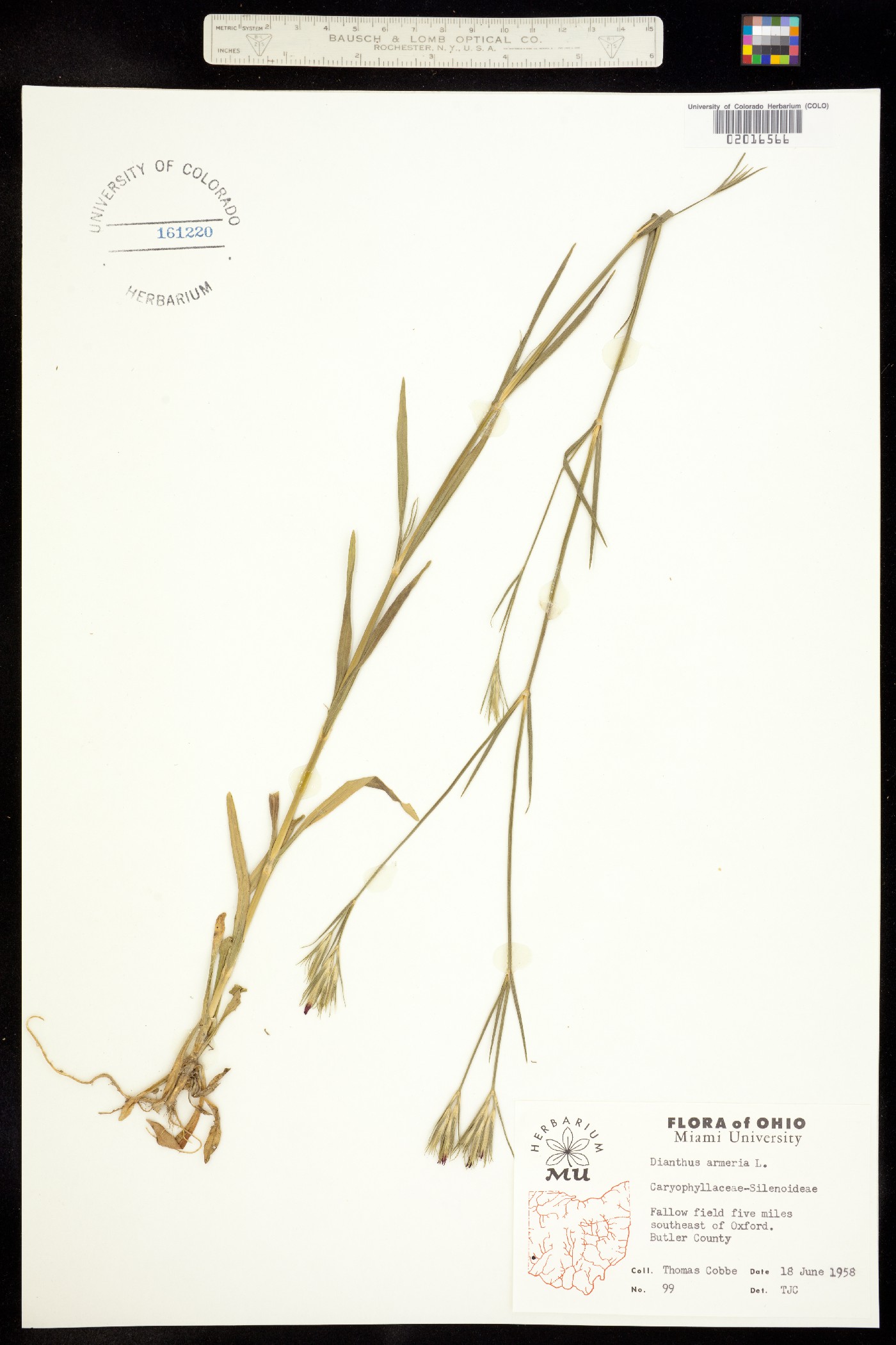 Dianthus armeria image