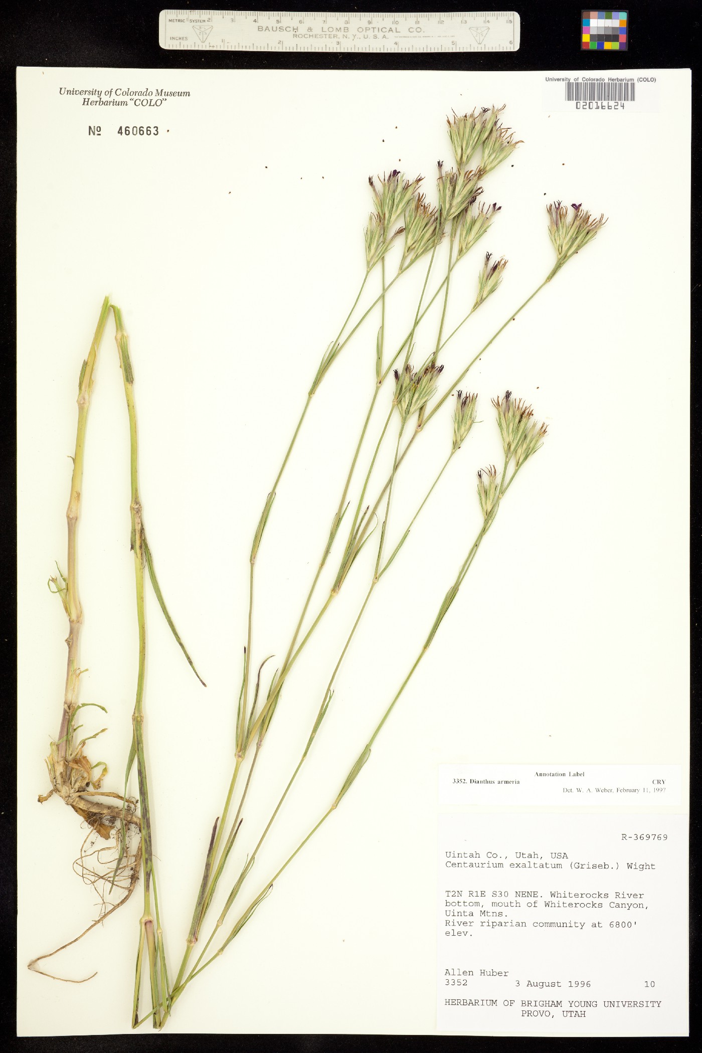 Dianthus armeria image