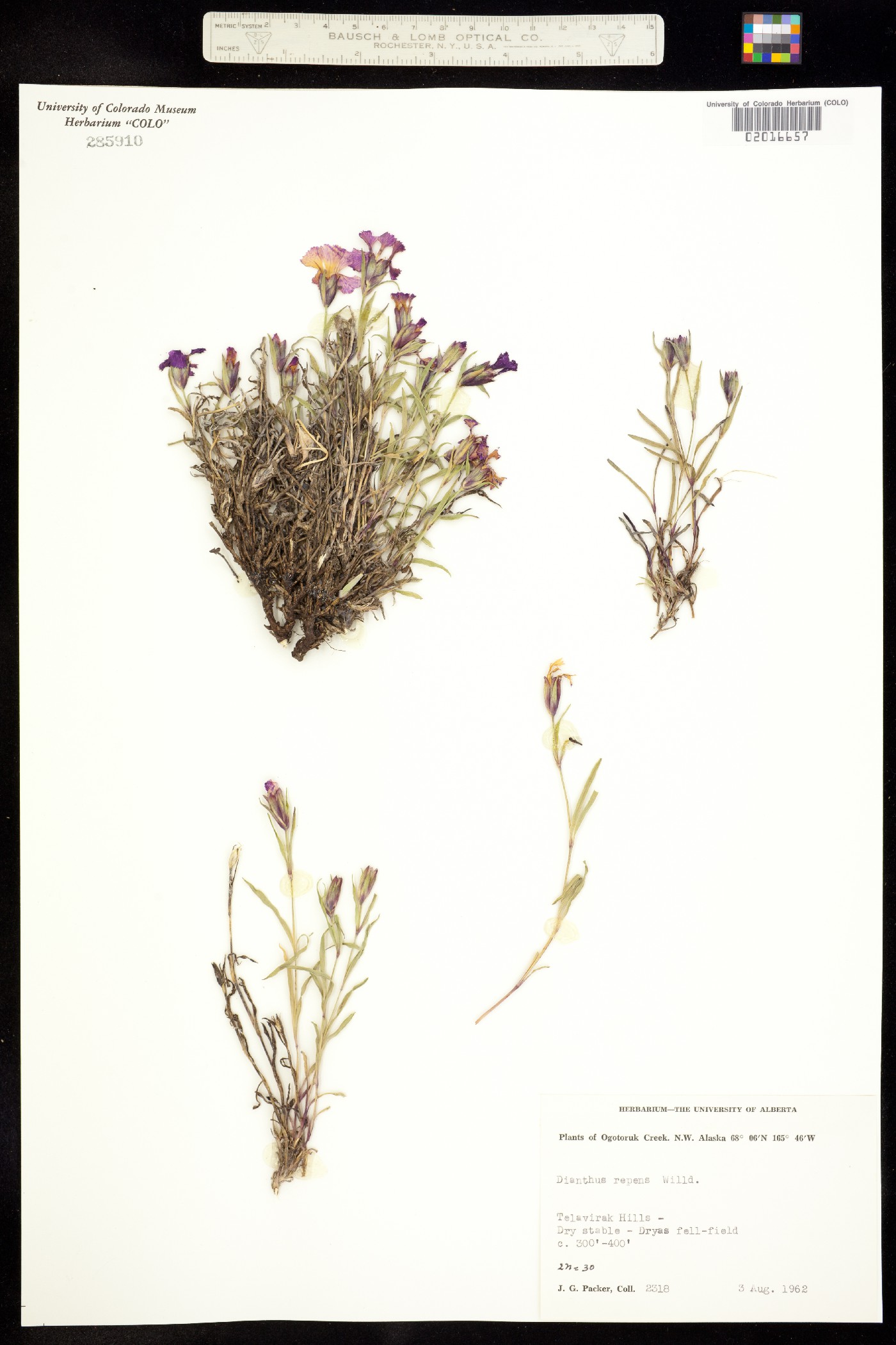 Dianthus repens image