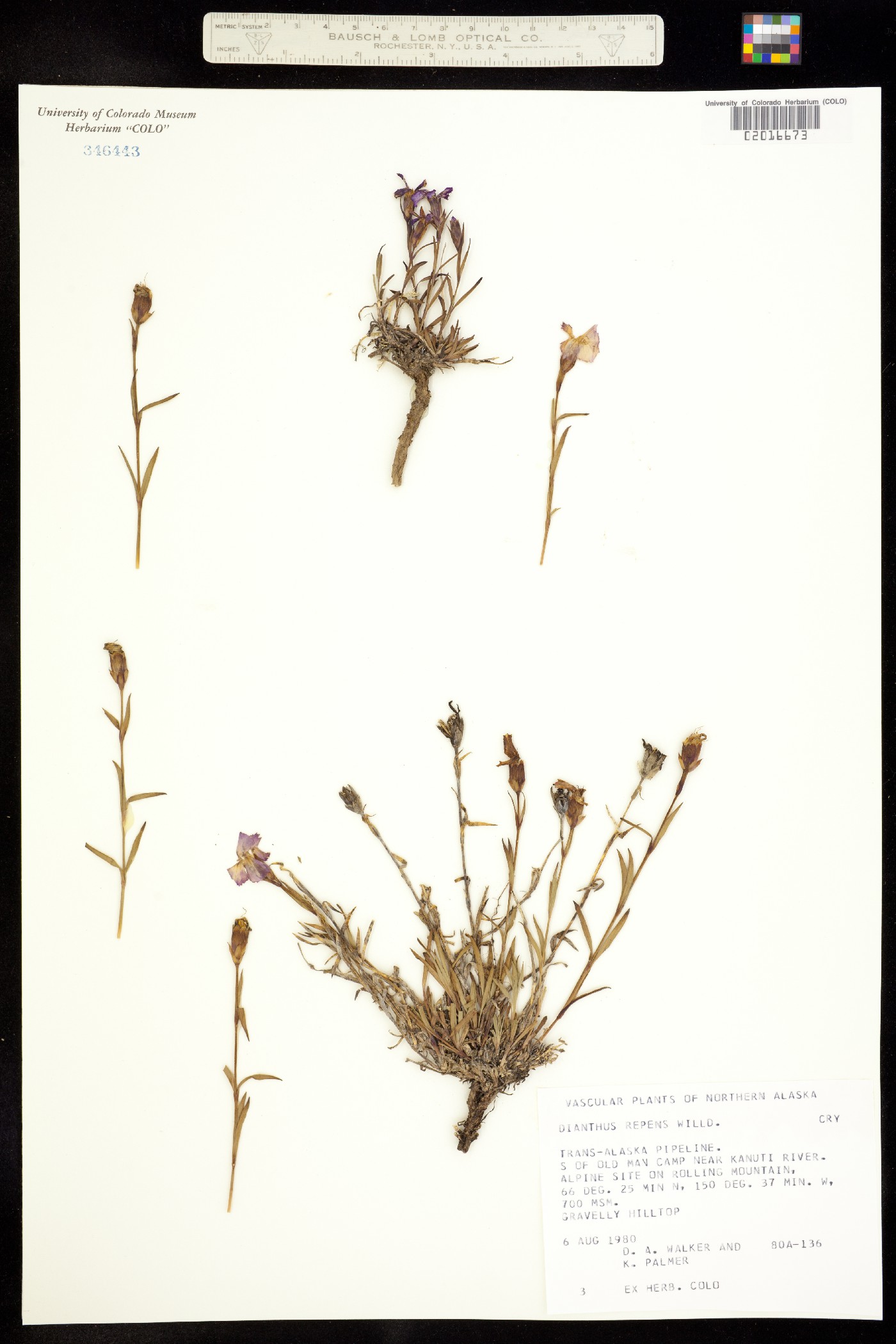 Dianthus repens image