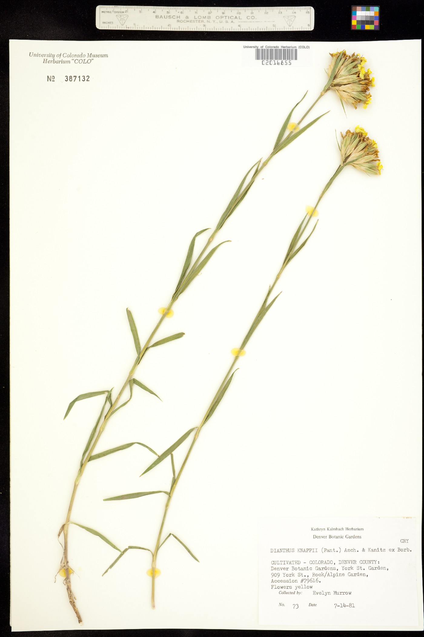 Dianthus balbisii image
