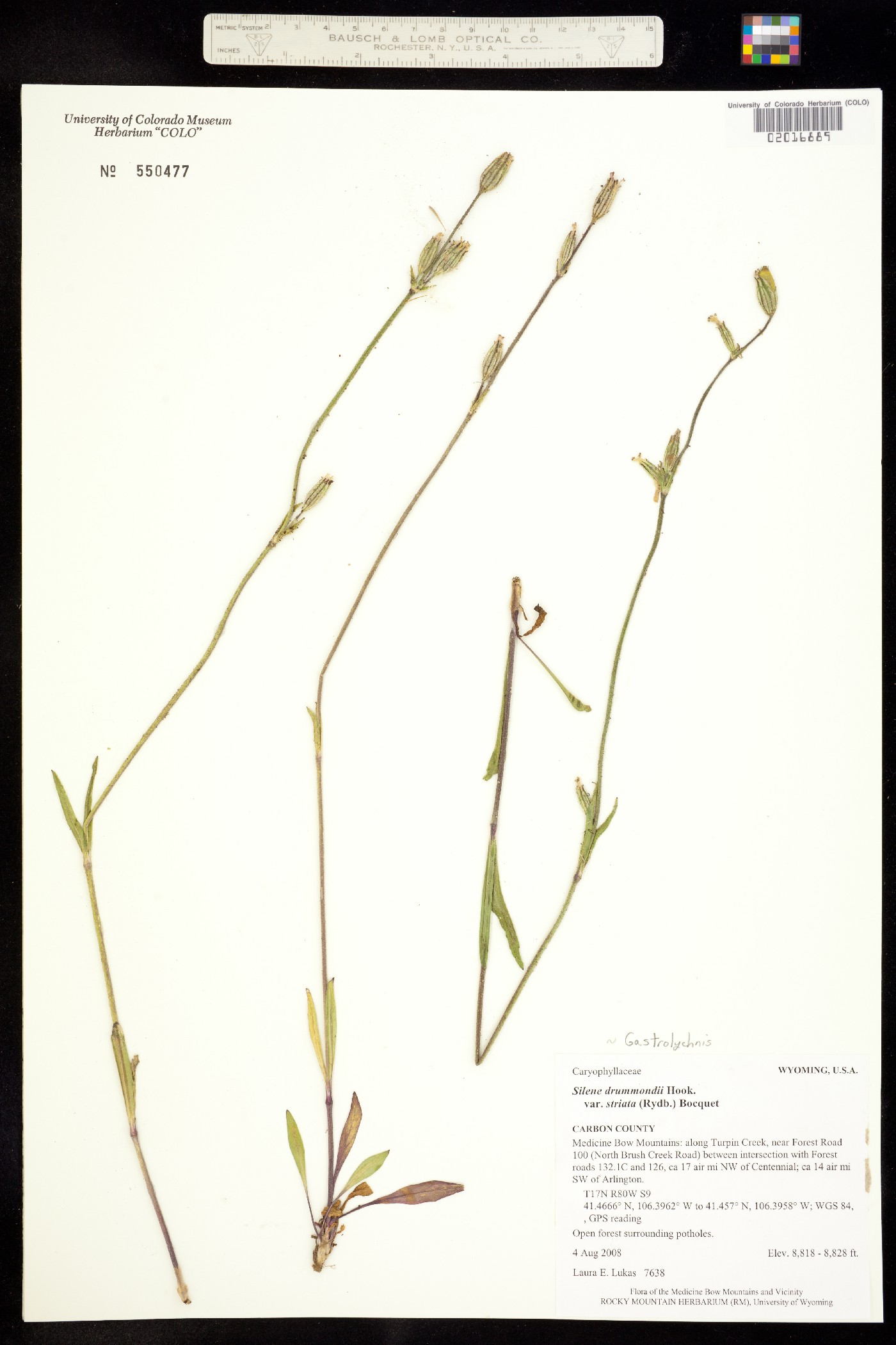 Silene drummondii ssp. drummondii image