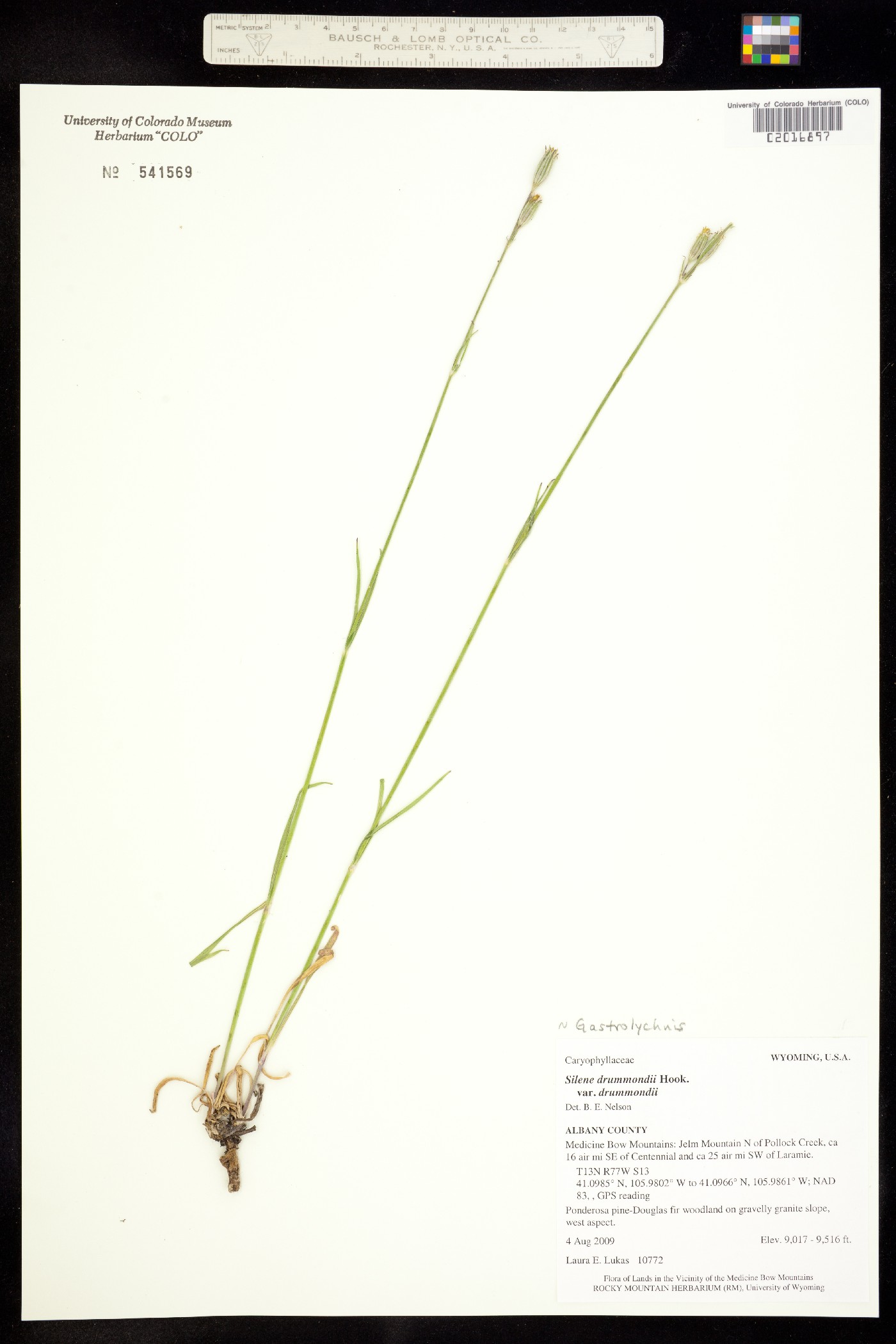 Silene drummondii ssp. drummondii image