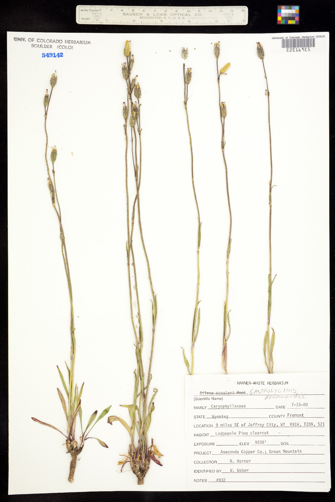 Silene drummondii ssp. drummondii image
