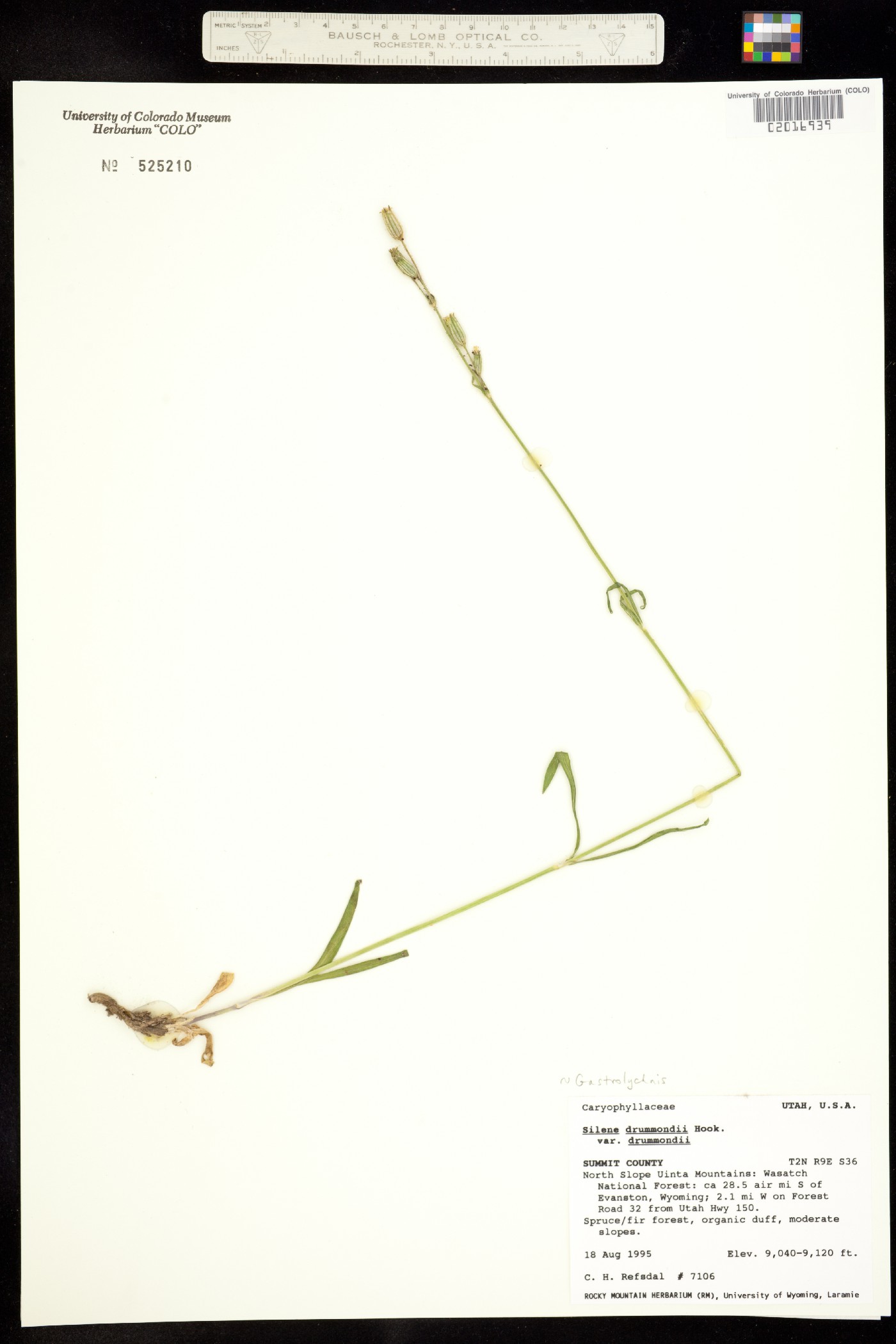 Silene drummondii ssp. drummondii image