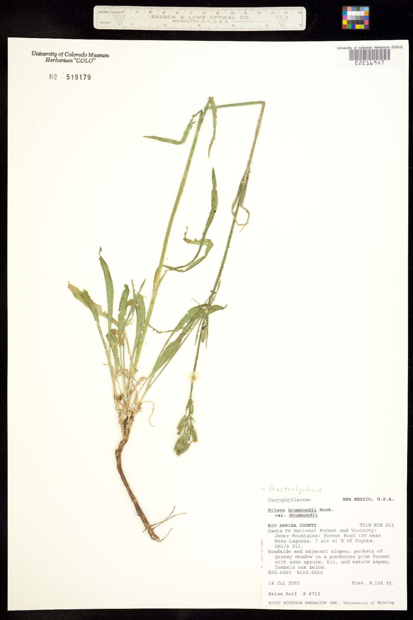 Silene drummondii ssp. drummondii image